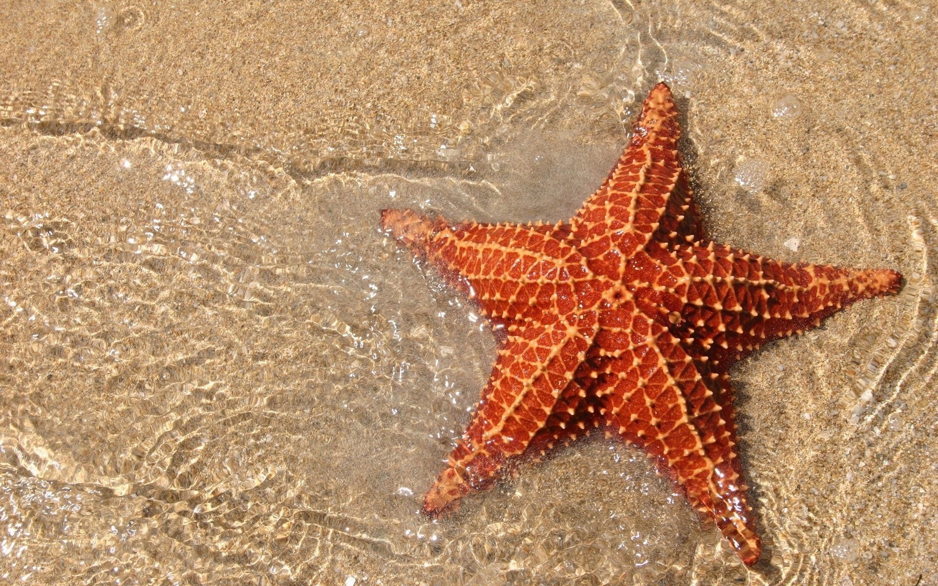 Sea Star Wallpaper