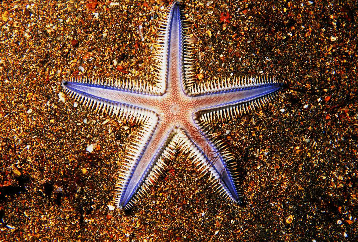 Sea Star Wallpaper