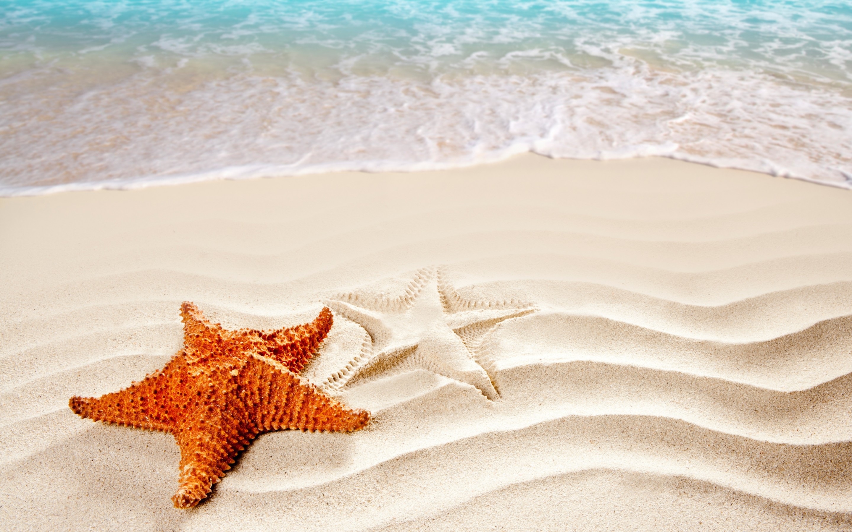HD Wallpaper of Starfish on Sandy Shore