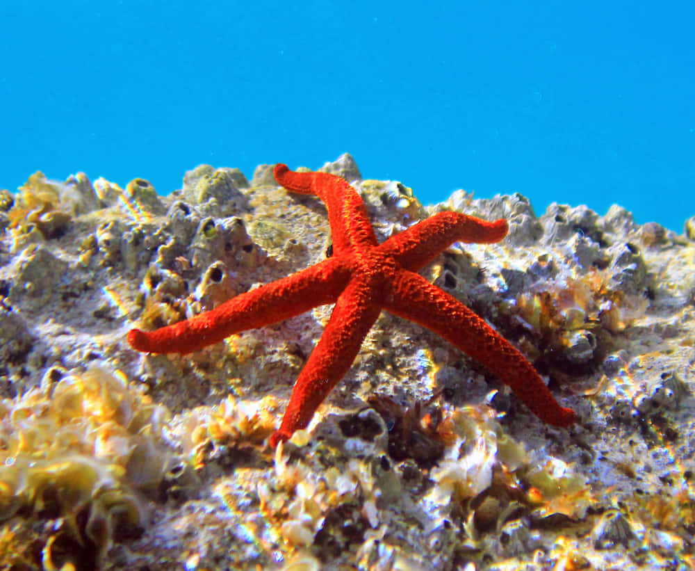 Sea Star Wallpaper