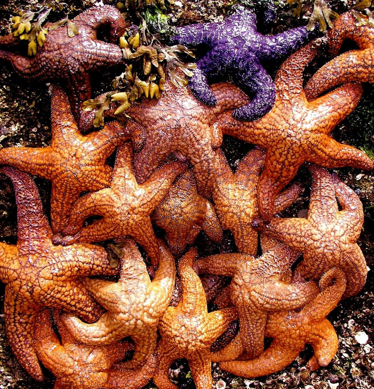 Sea Star Wallpaper