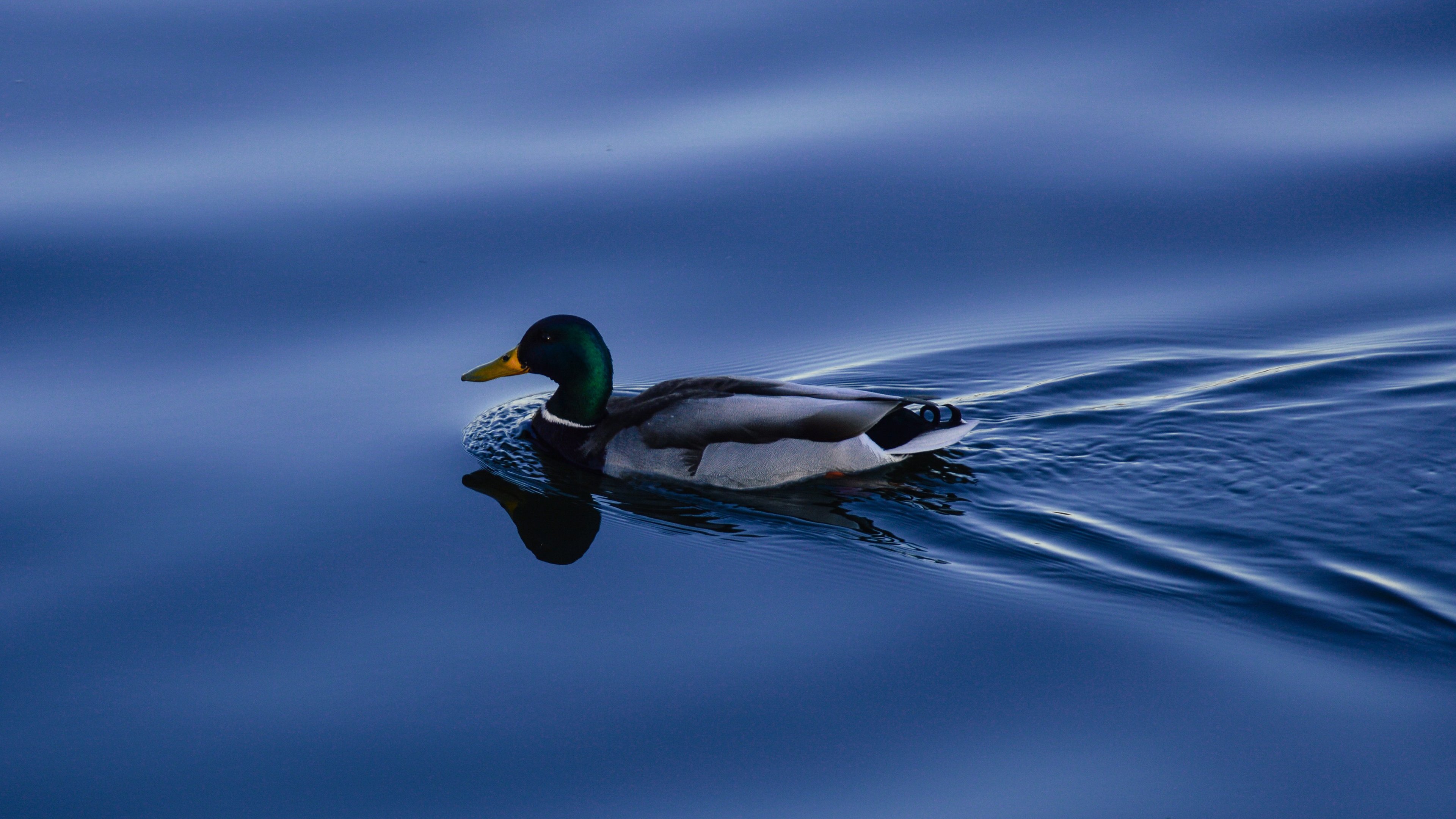 Duck on Blue Water Wallpaper