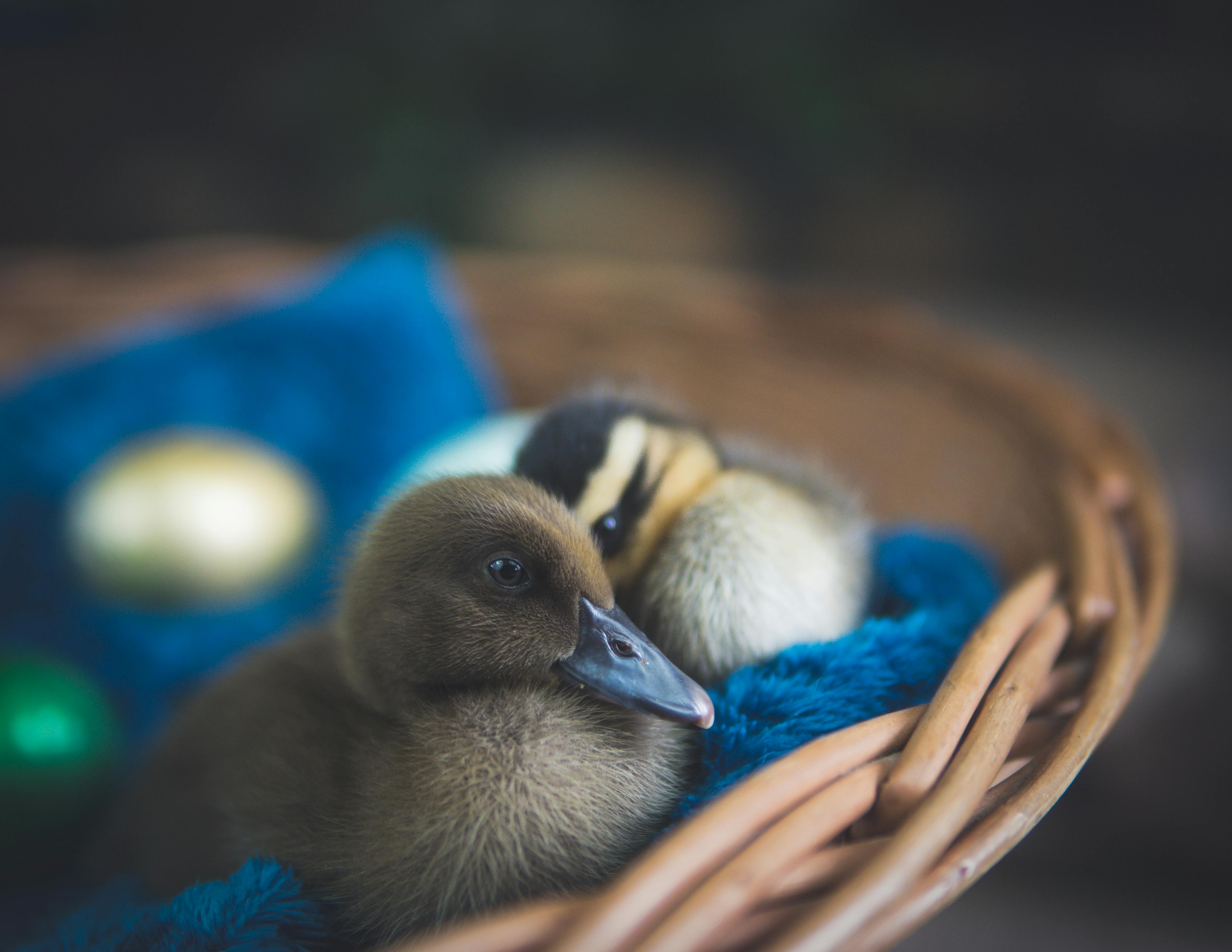 Baby Duck Photo, Download The BEST