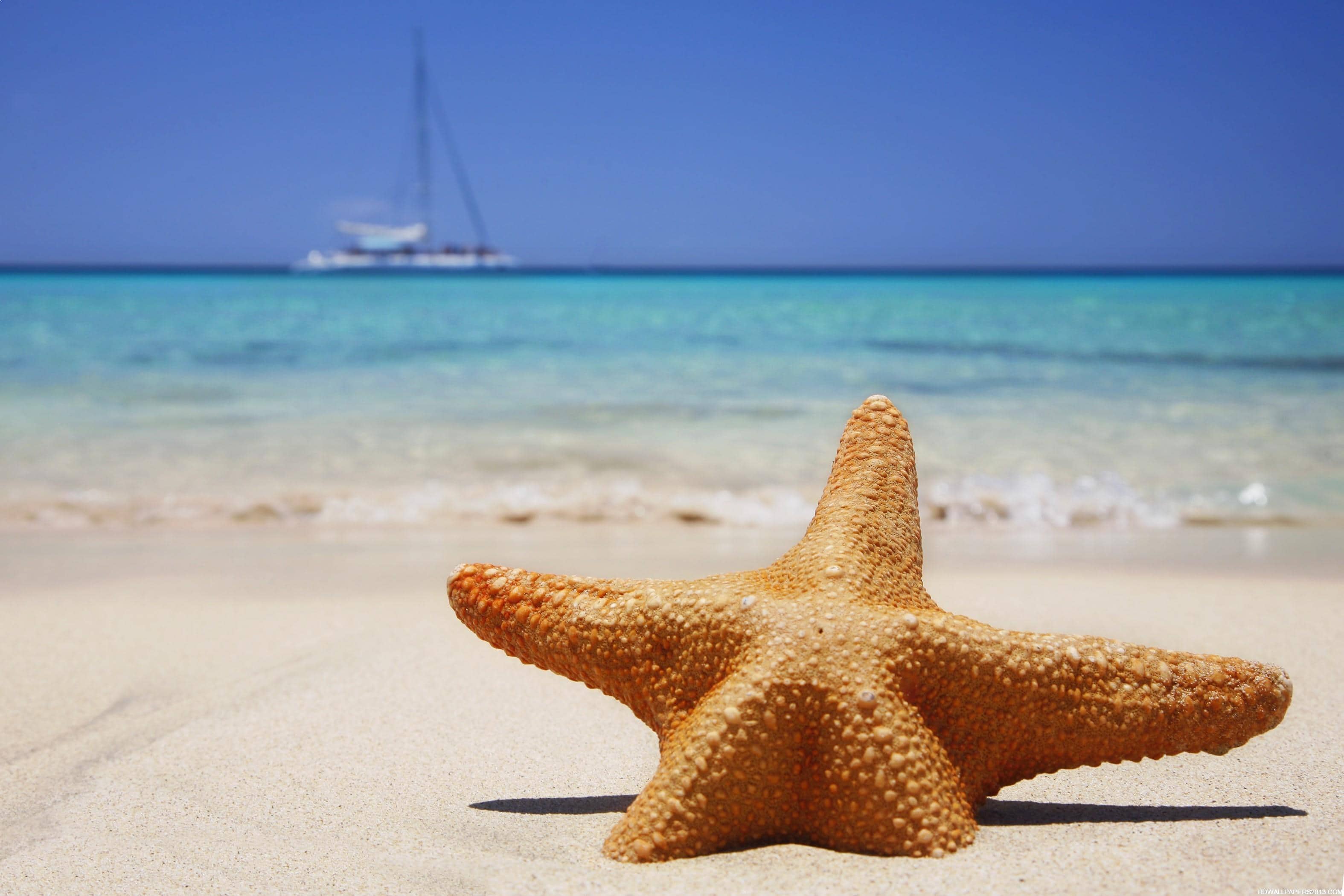 Starfish Beach Wallpaper 1