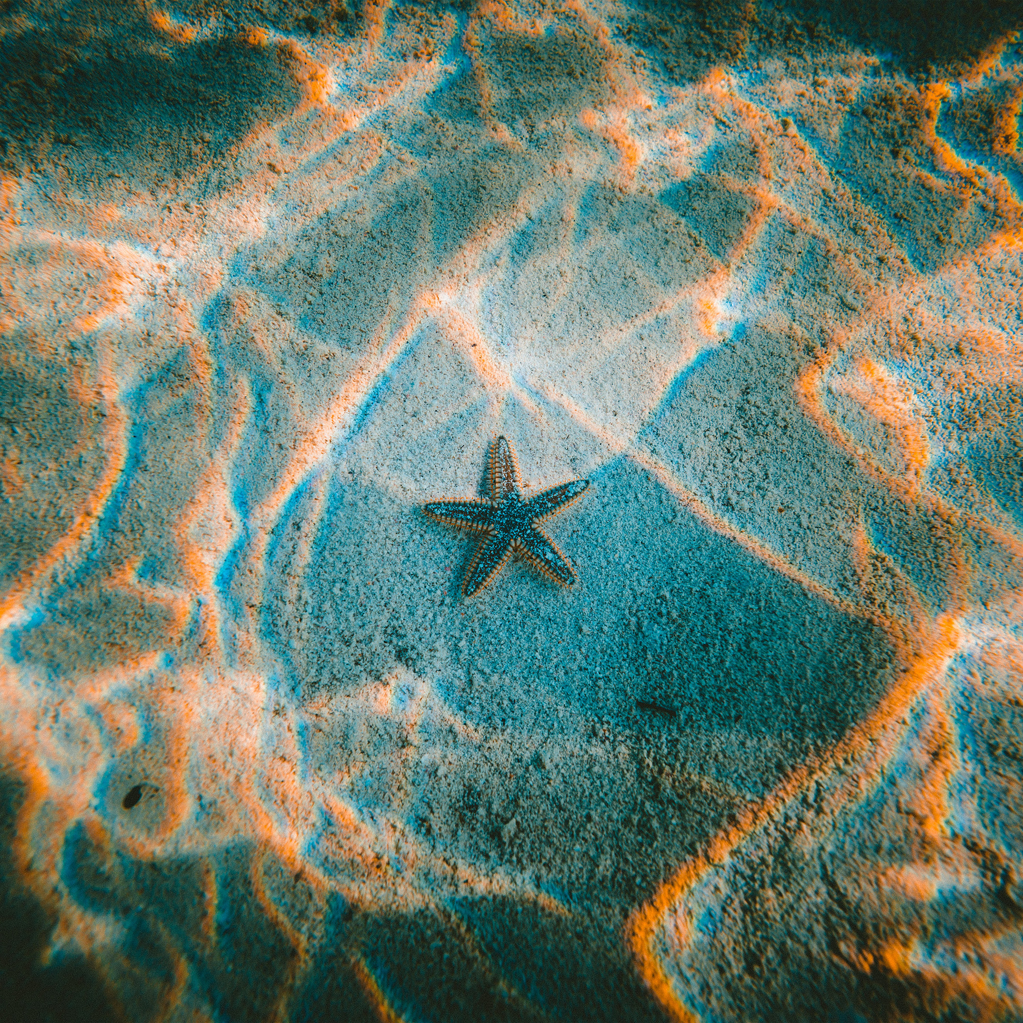 Starfish Sea Beach Nature