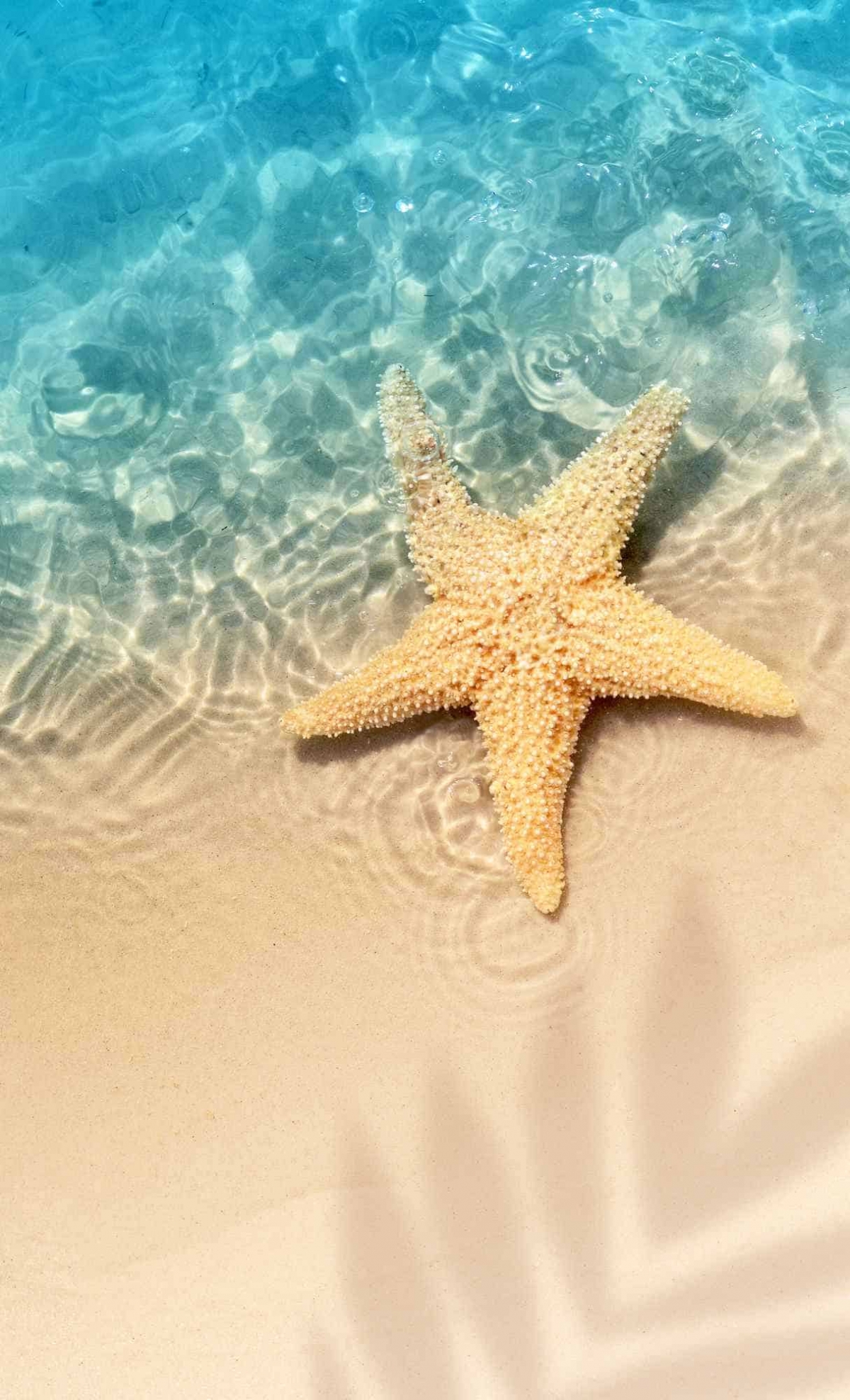 Most Popular Starfish At The Wallpaper