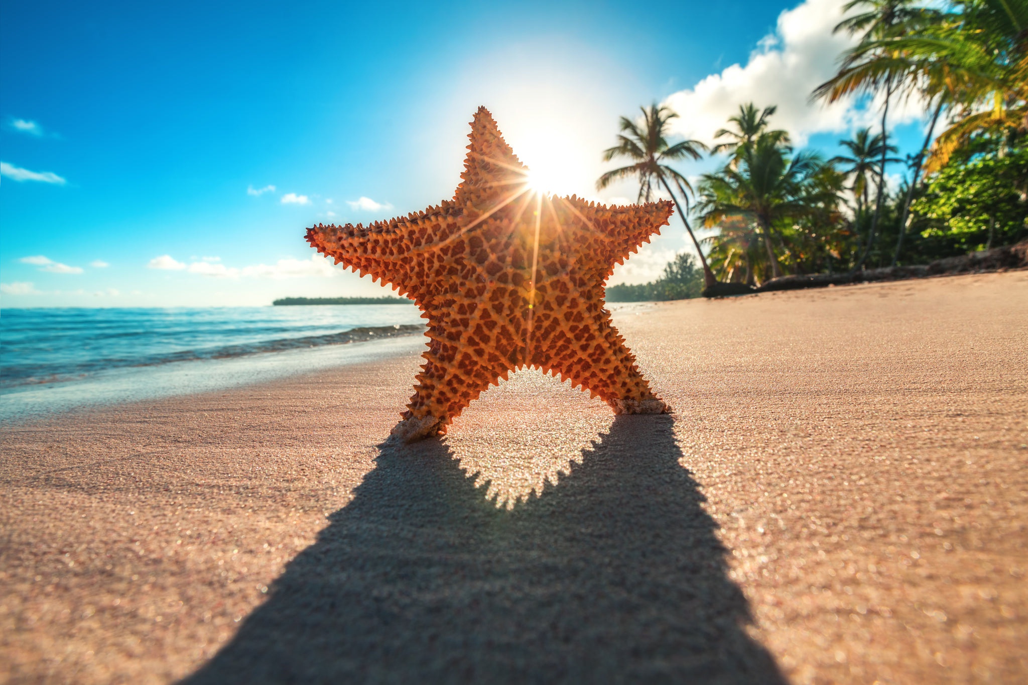 Starfish on Sandy Beach HD Wallpaper