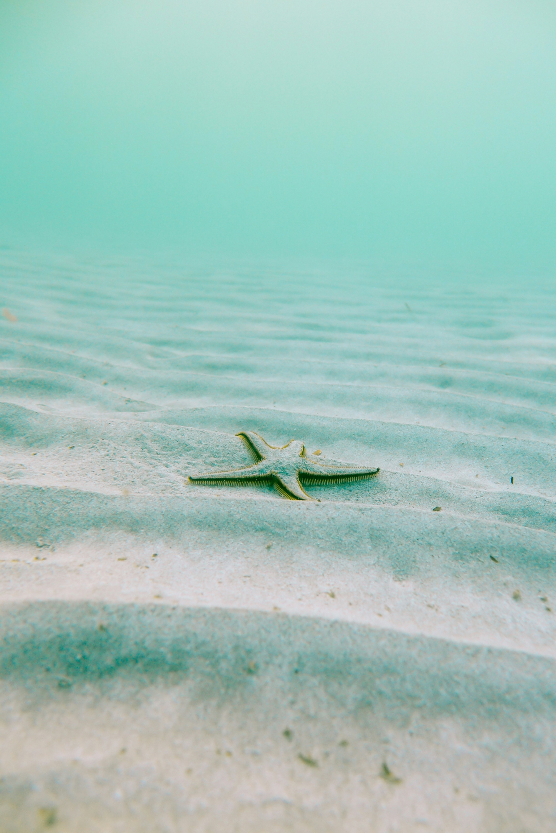 Starfish Underwater Creatures