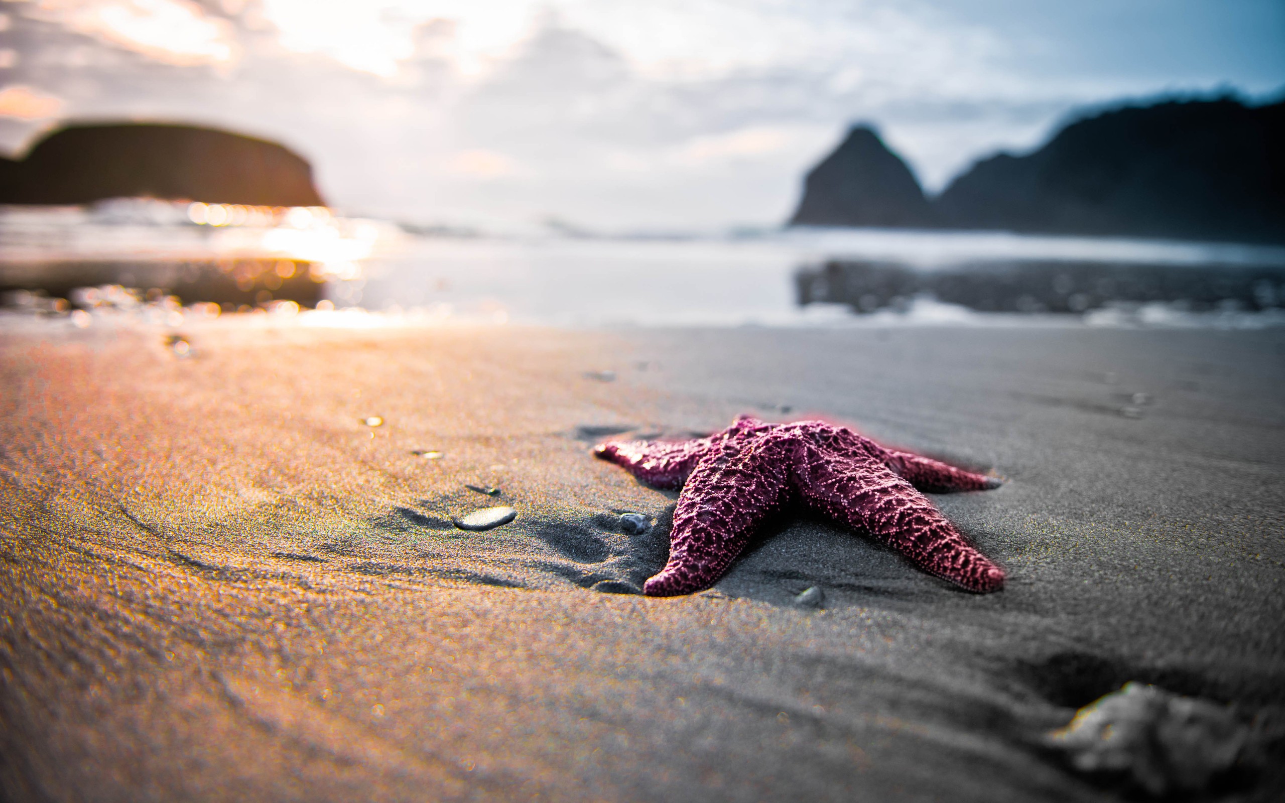 Daily Wallpaper: Starfish. I Like To