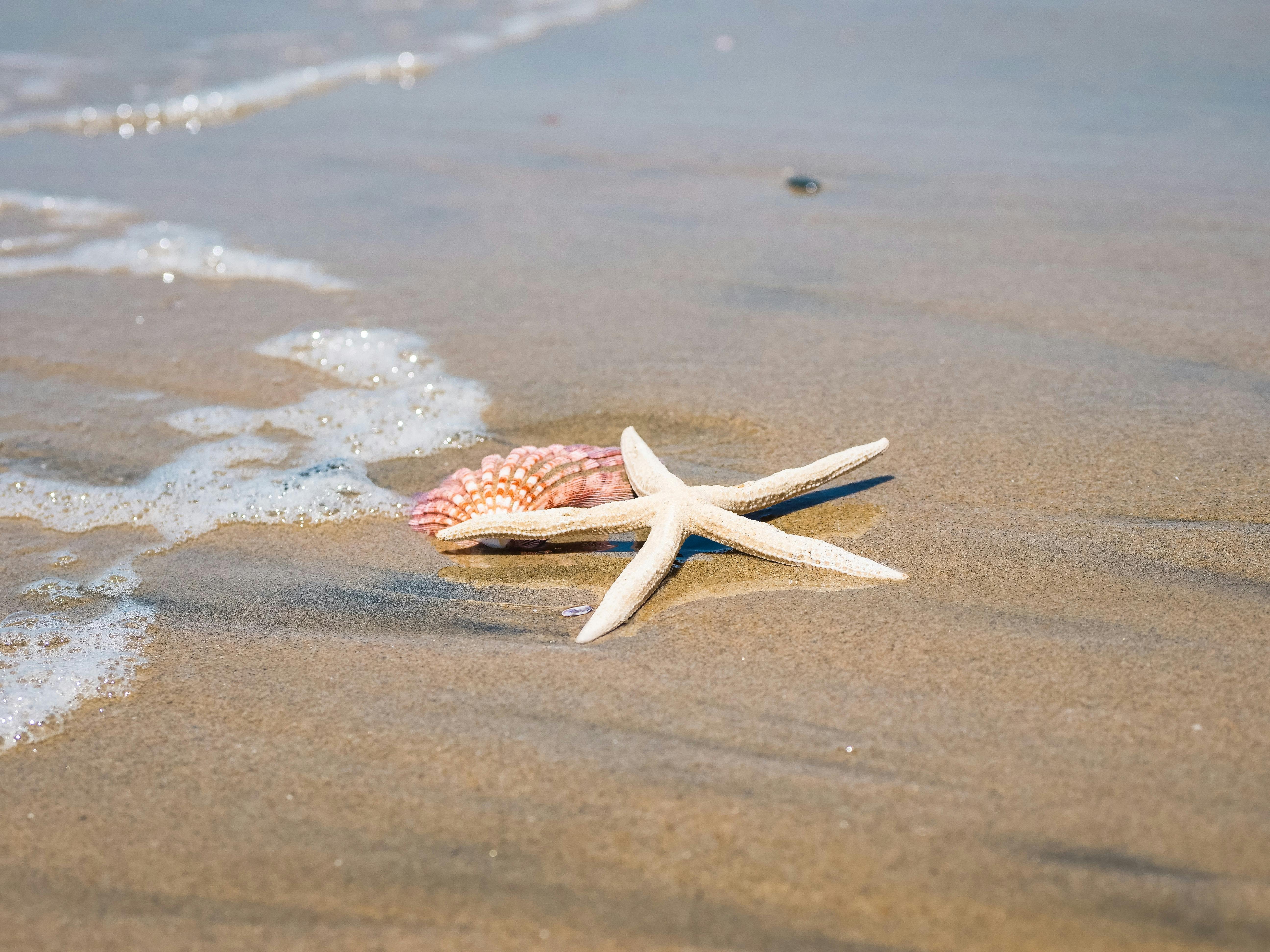 A Starfish and a Seashell on the Sand