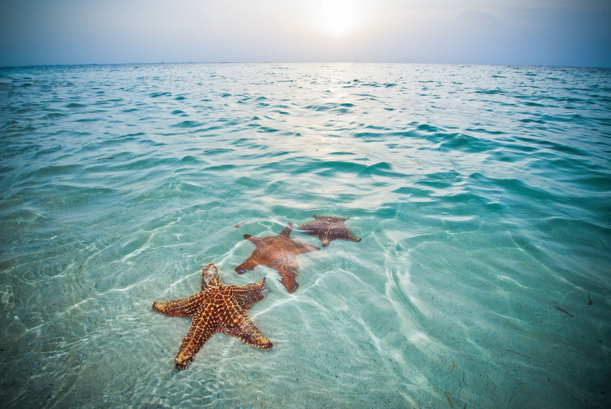 Starfish Point