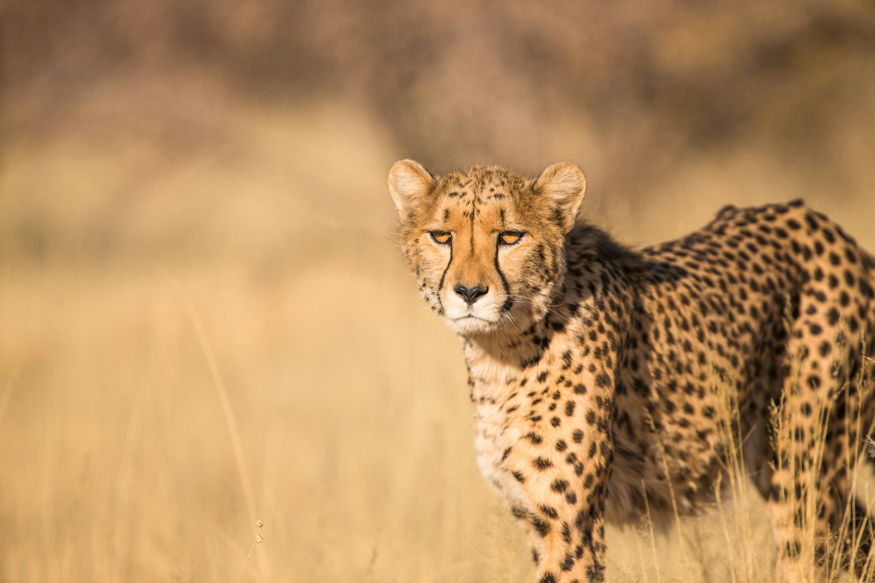 Cheetah Picture [HD]. Download