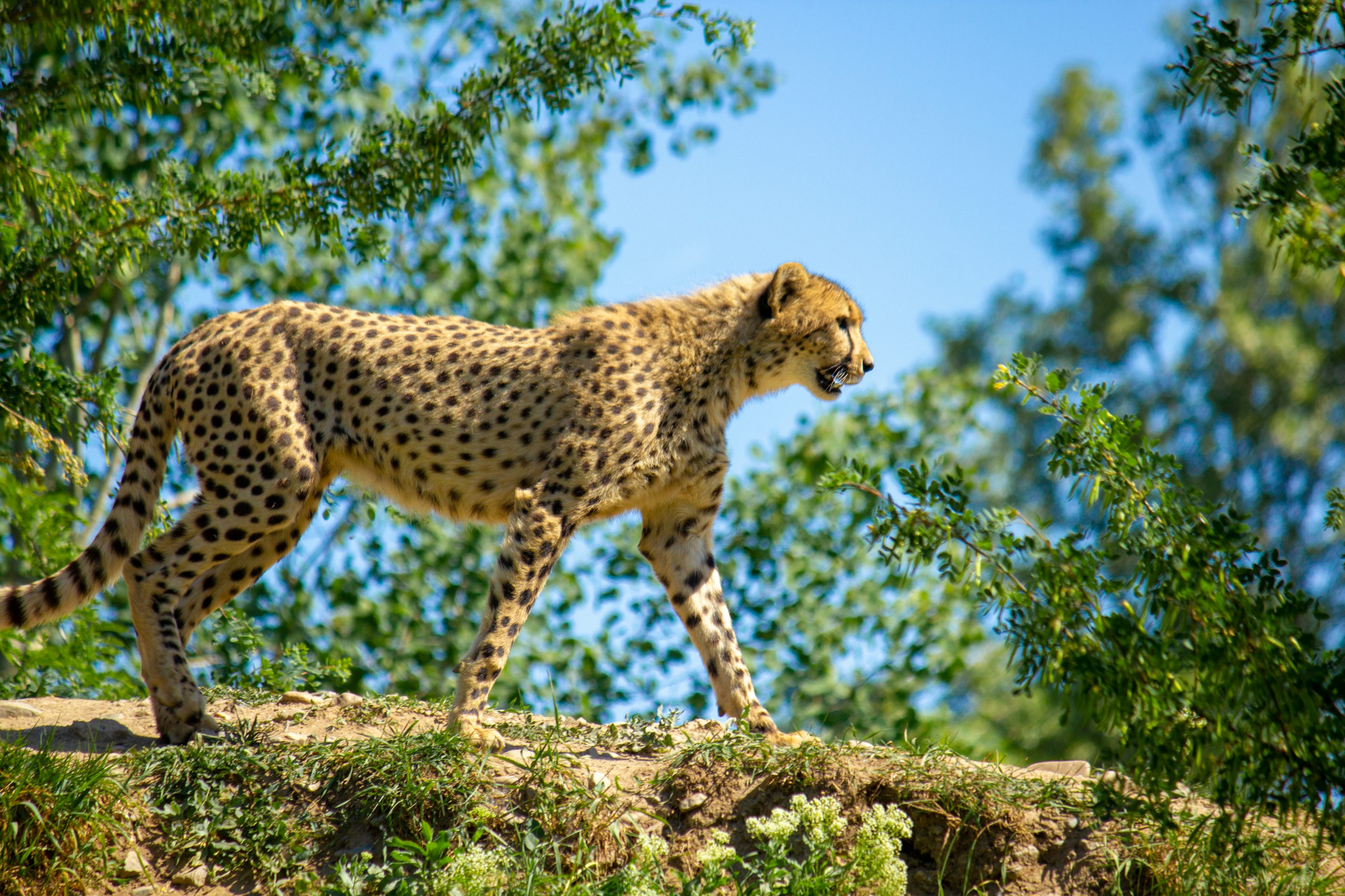 Cheetah Picture [HD]. Download