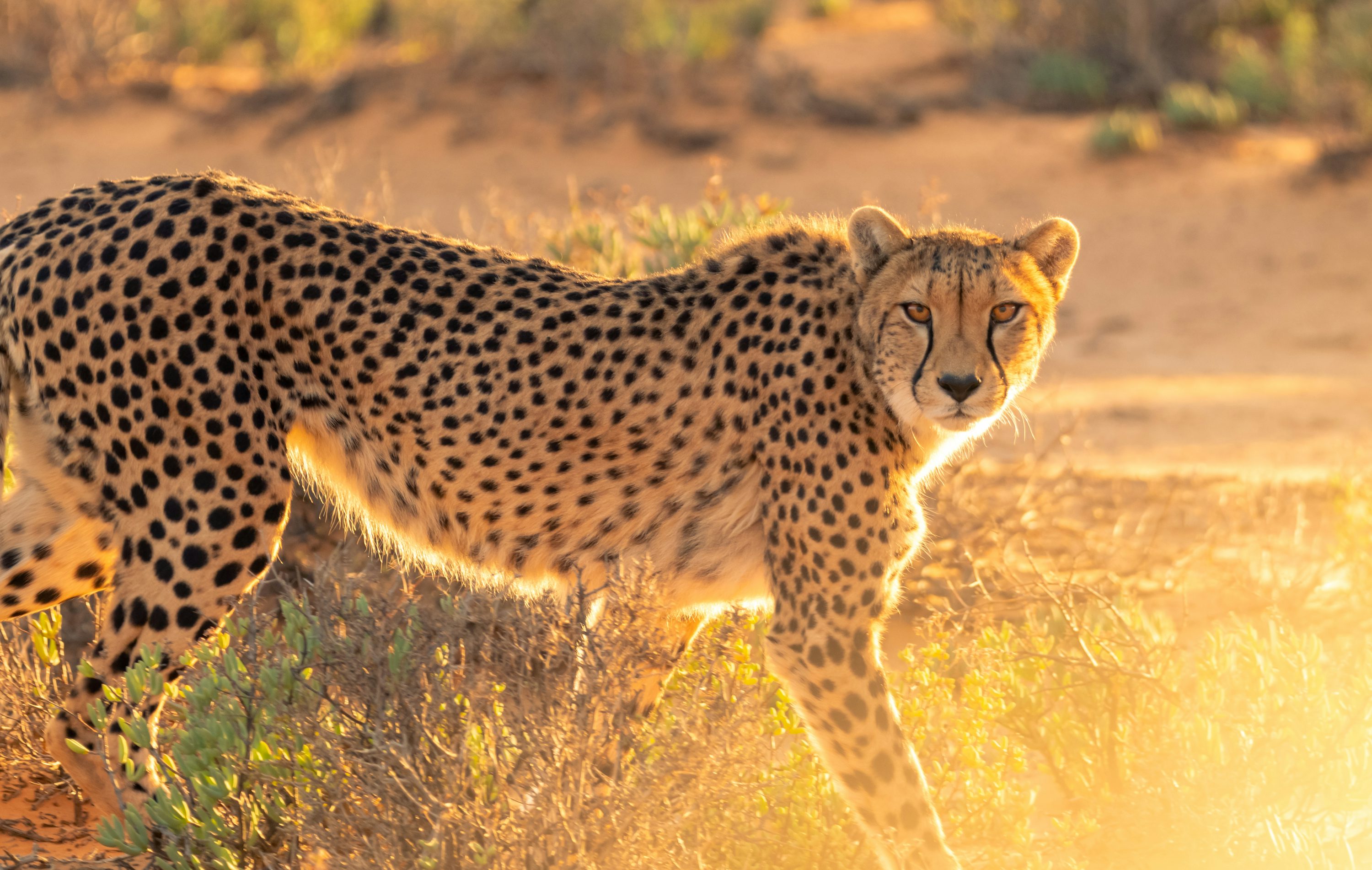 Cheetah Picture [HD]. Download