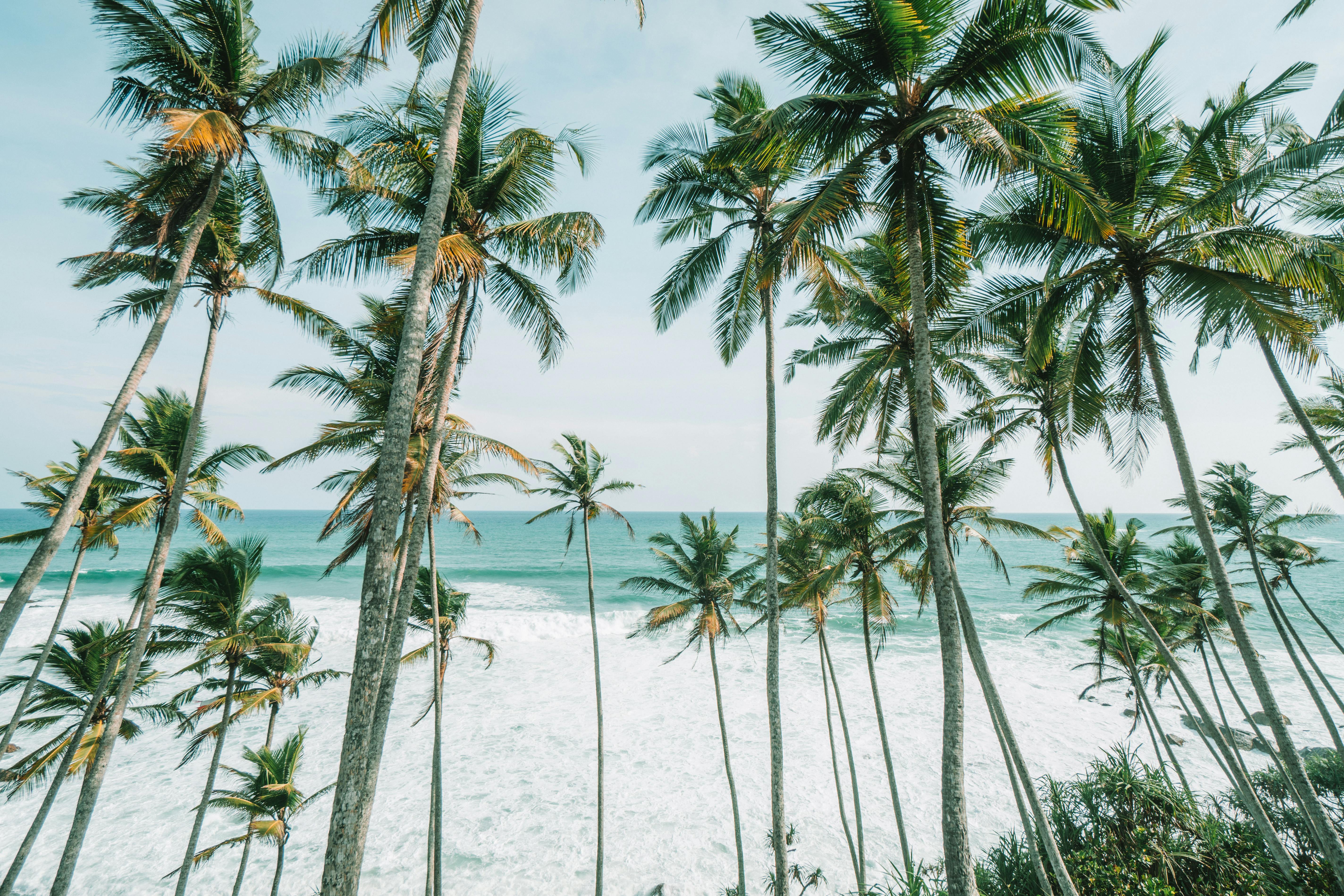 Coconut Trees on Beachside · Free