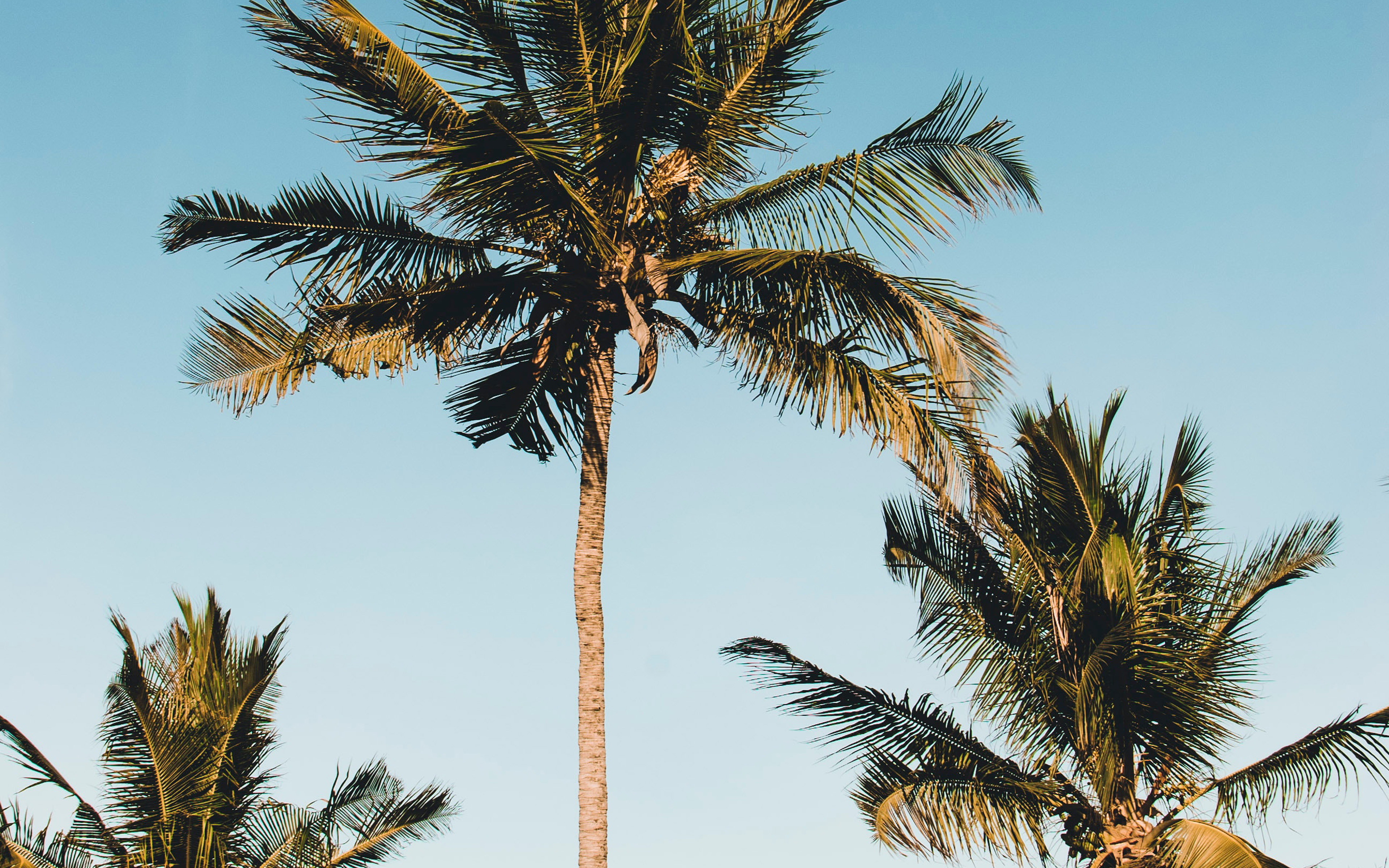 Nature Coconut Tree Summer