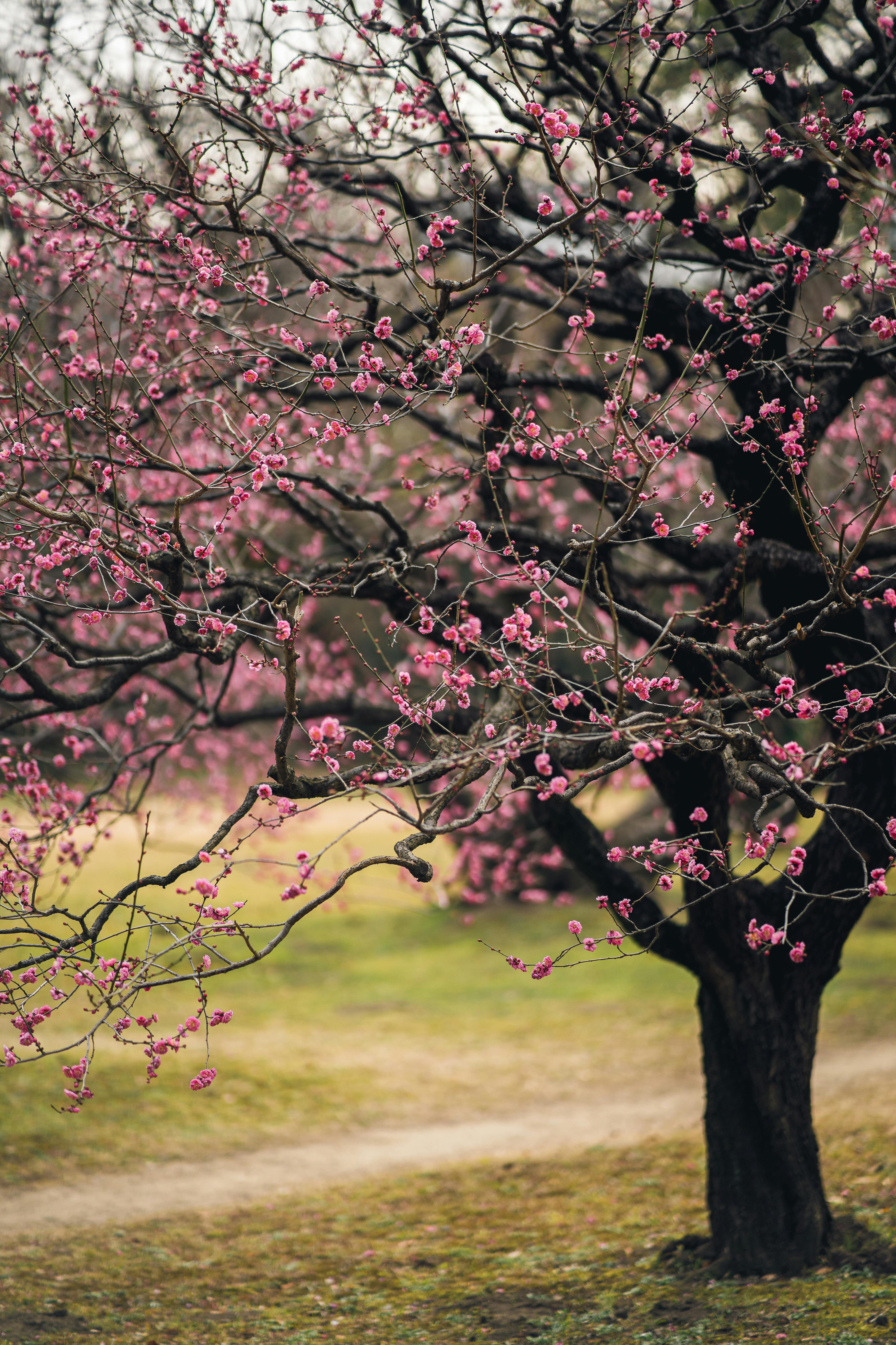 Blooming Cherry Tree in Summer Garden · Free