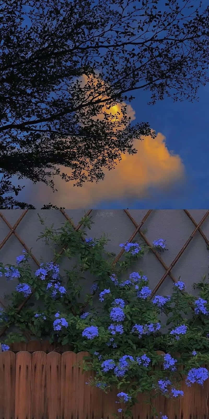 Download A Blue Flower In The Garden With A Cloud In The Sky Wallpaper