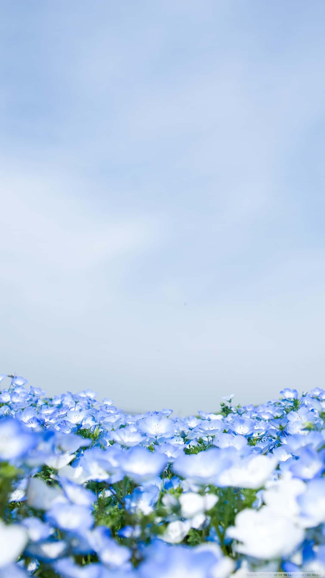 Download Garden Of Crystal Blue Flowers Picture