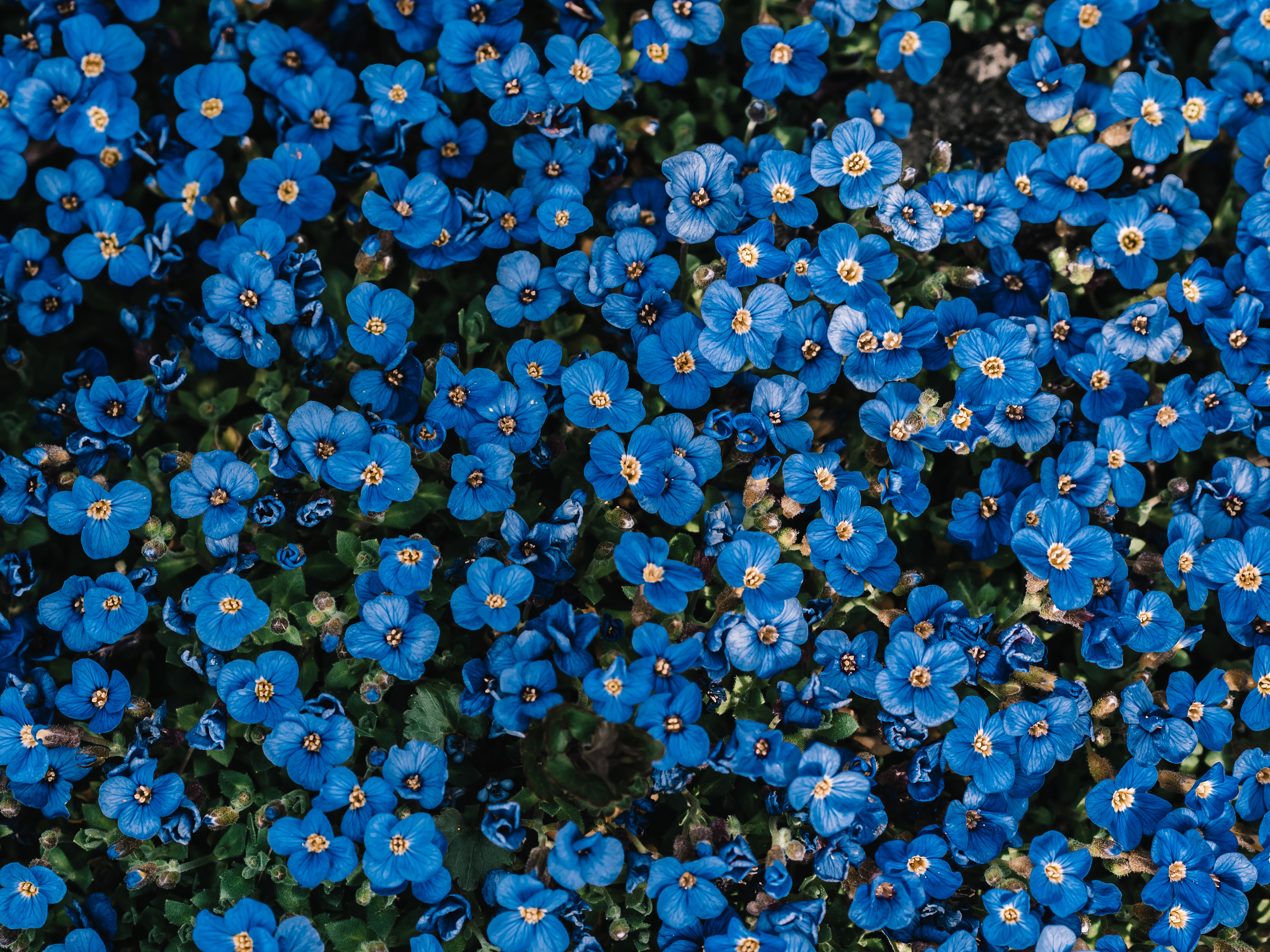 Blue flowers Wallpaper 4K, Flower garden, Blossom, Spring