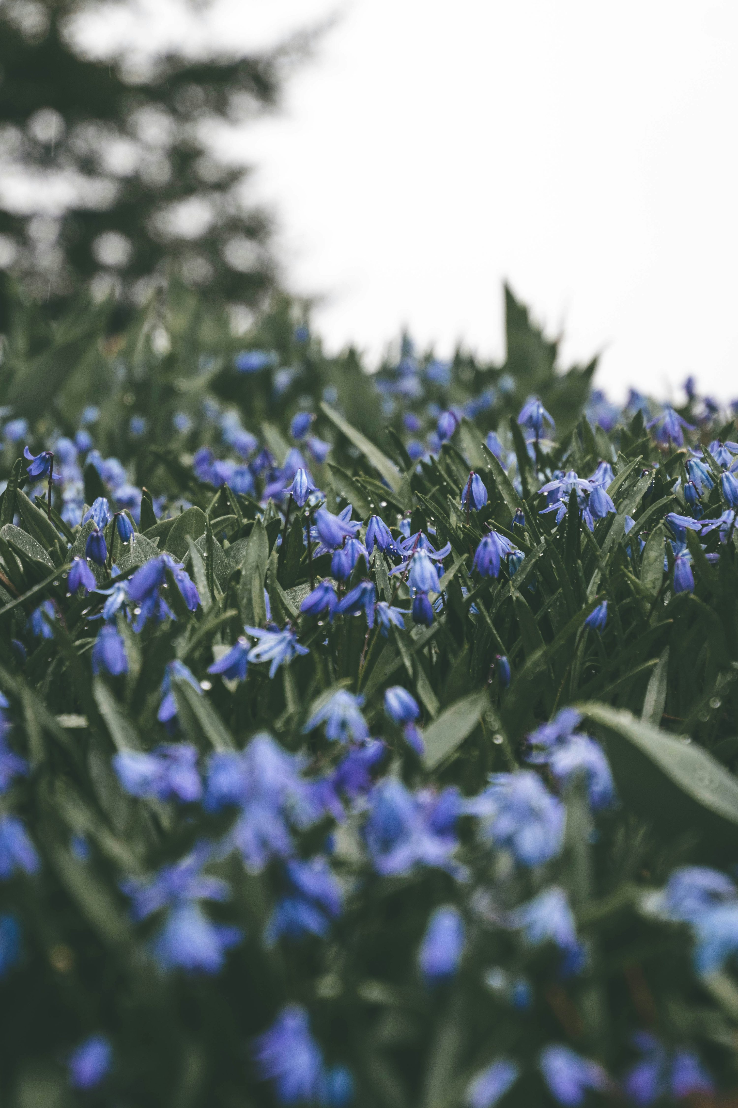 A bunch of blue flowers that are in the grass photo