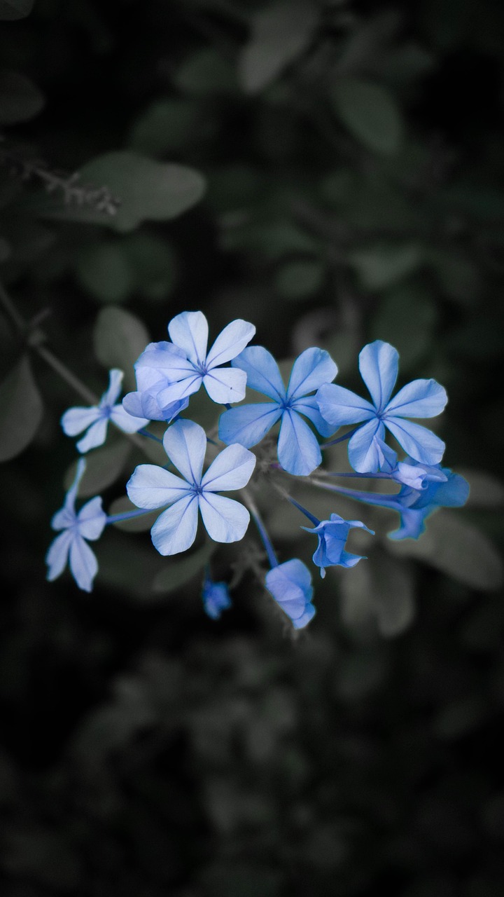 Flowers Blue Garden