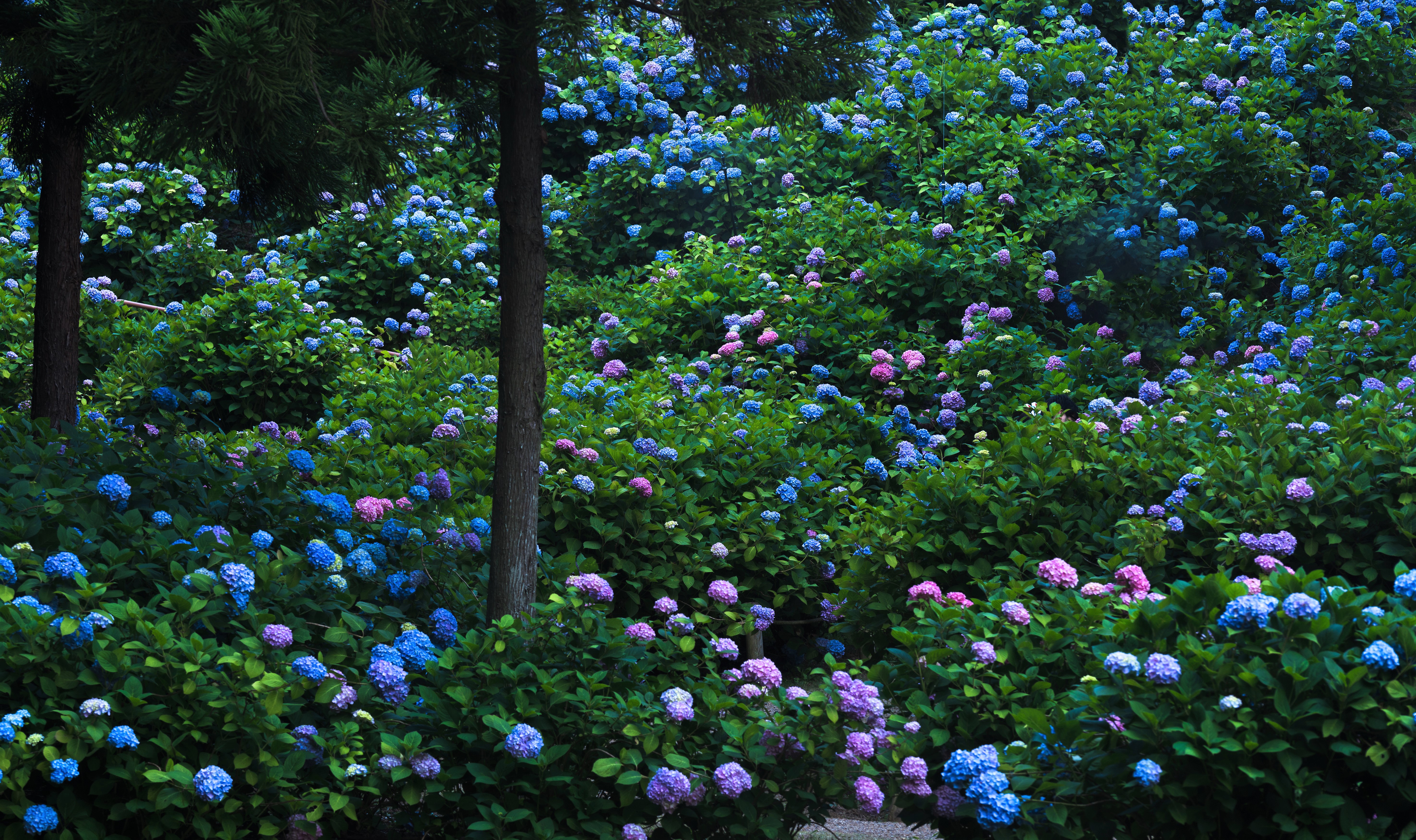 Download Pink Flower Blue Flower Leaf Hydrangea Flower Garden Photography Park 4k Ultra HD Wallpaper