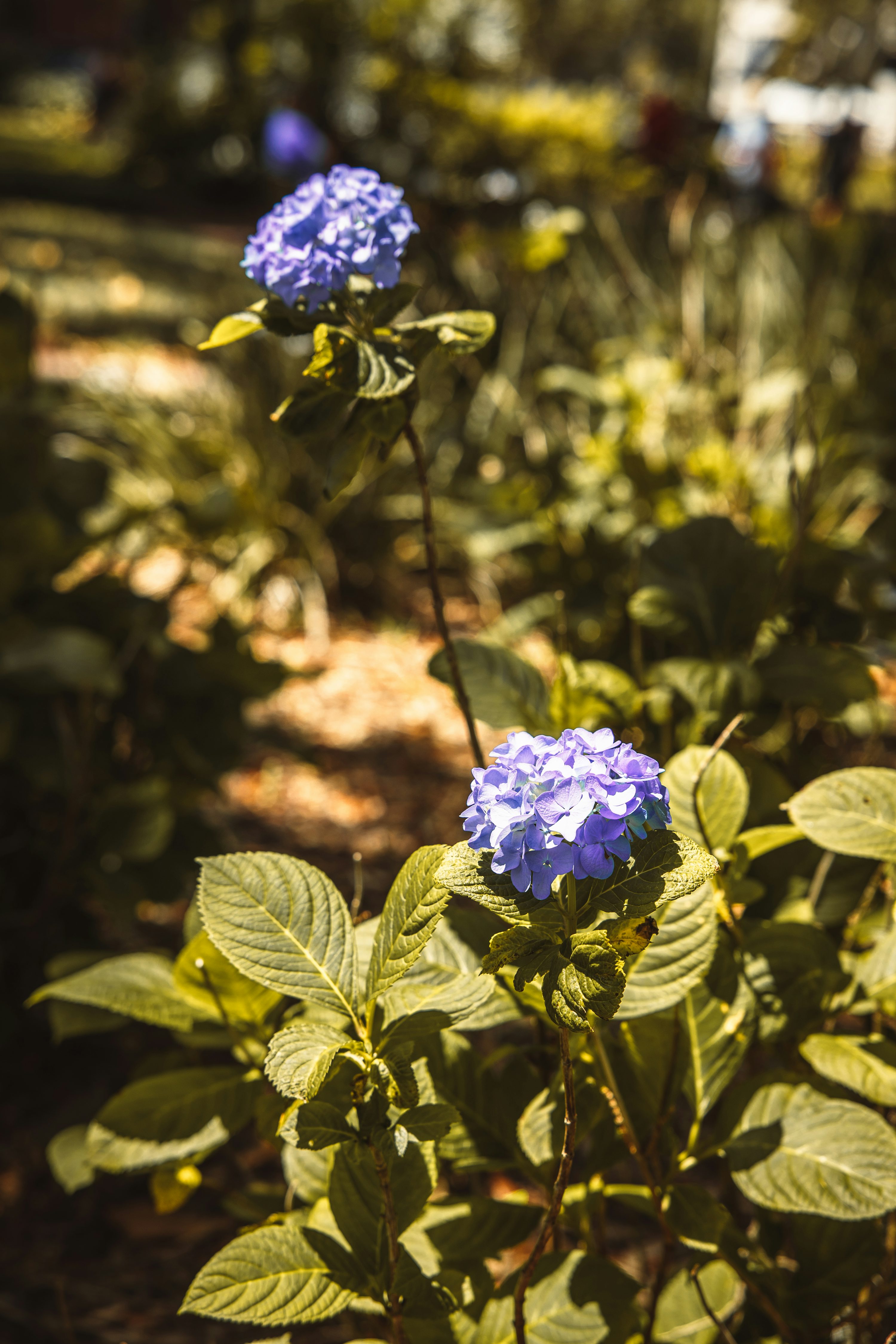 A blue flower is growing in a garden photo