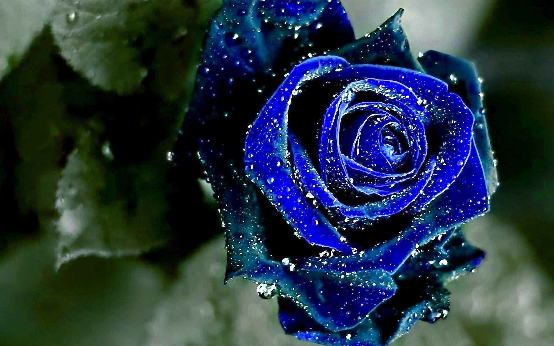 Download Blue Rose Aesthetic Wallpaper