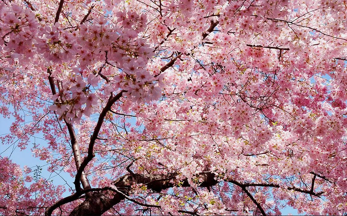 Customizable 2024 HD Sakura Landscape Wall Mural Woven Fabric, Waterproof, Fireproof, Soundproof Room Decor