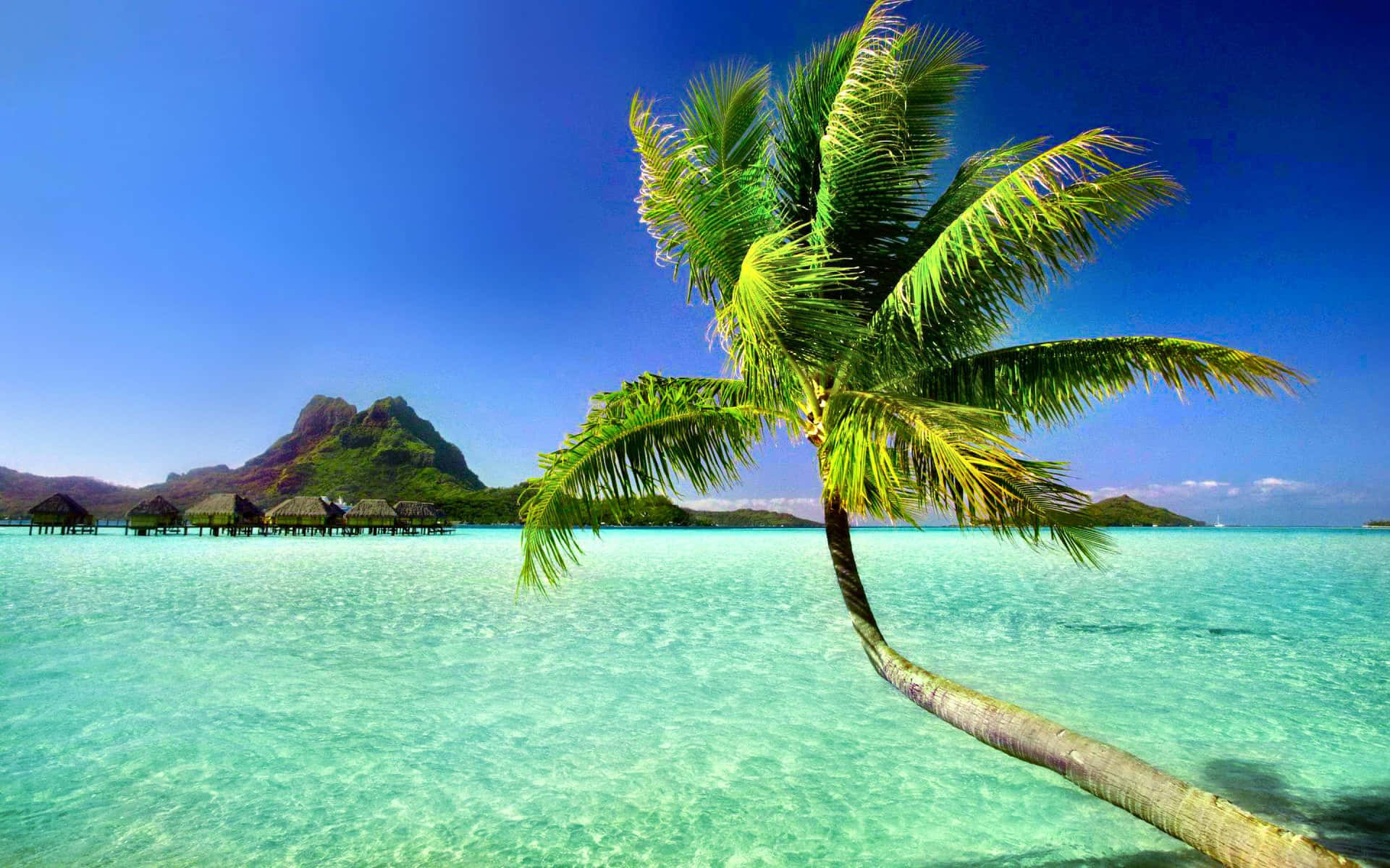 Download A lush tropical landscape on a sunny afternoon