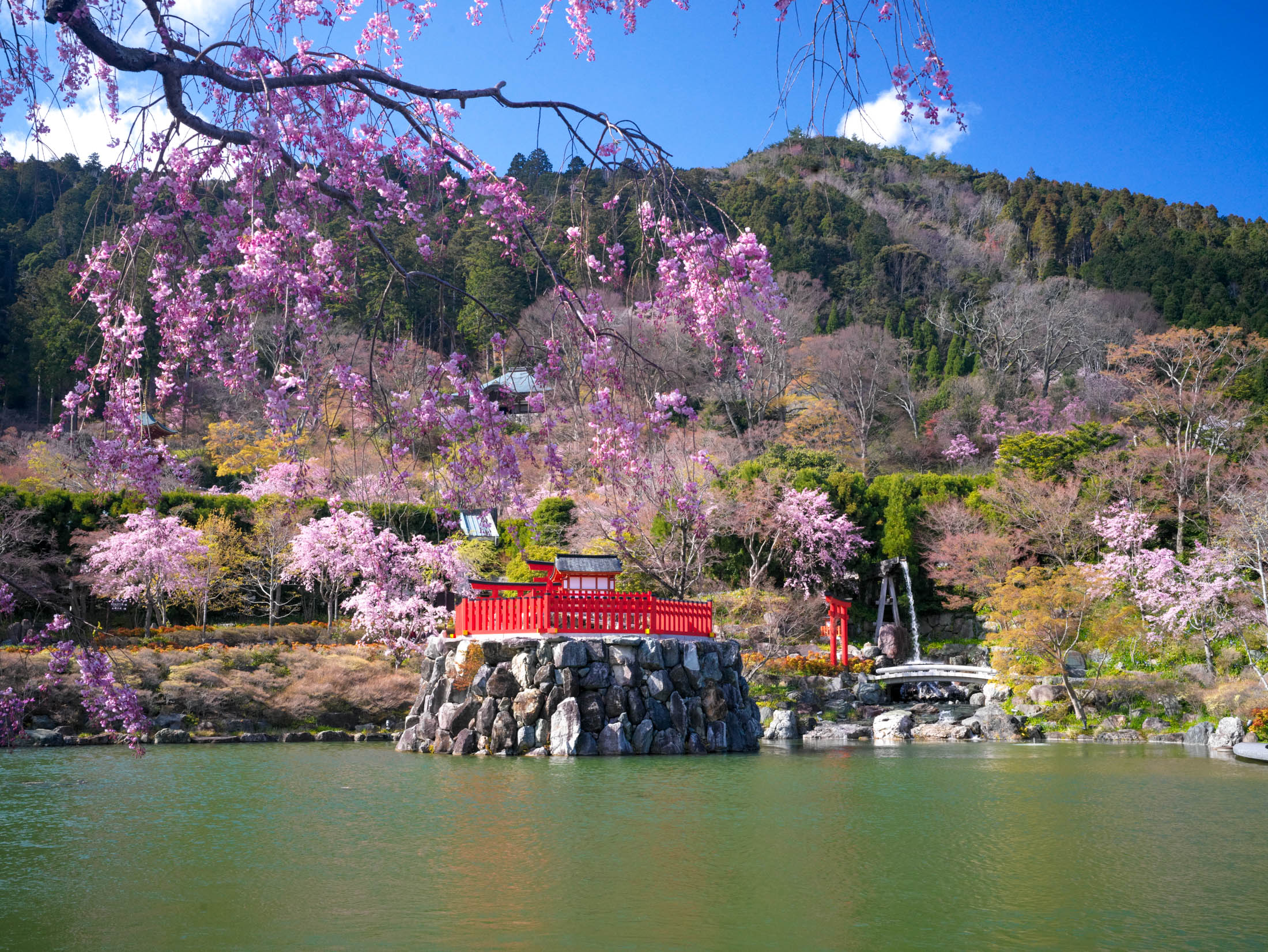 Cherry Blossom Temple Pond: Japanese Landscape Serenity