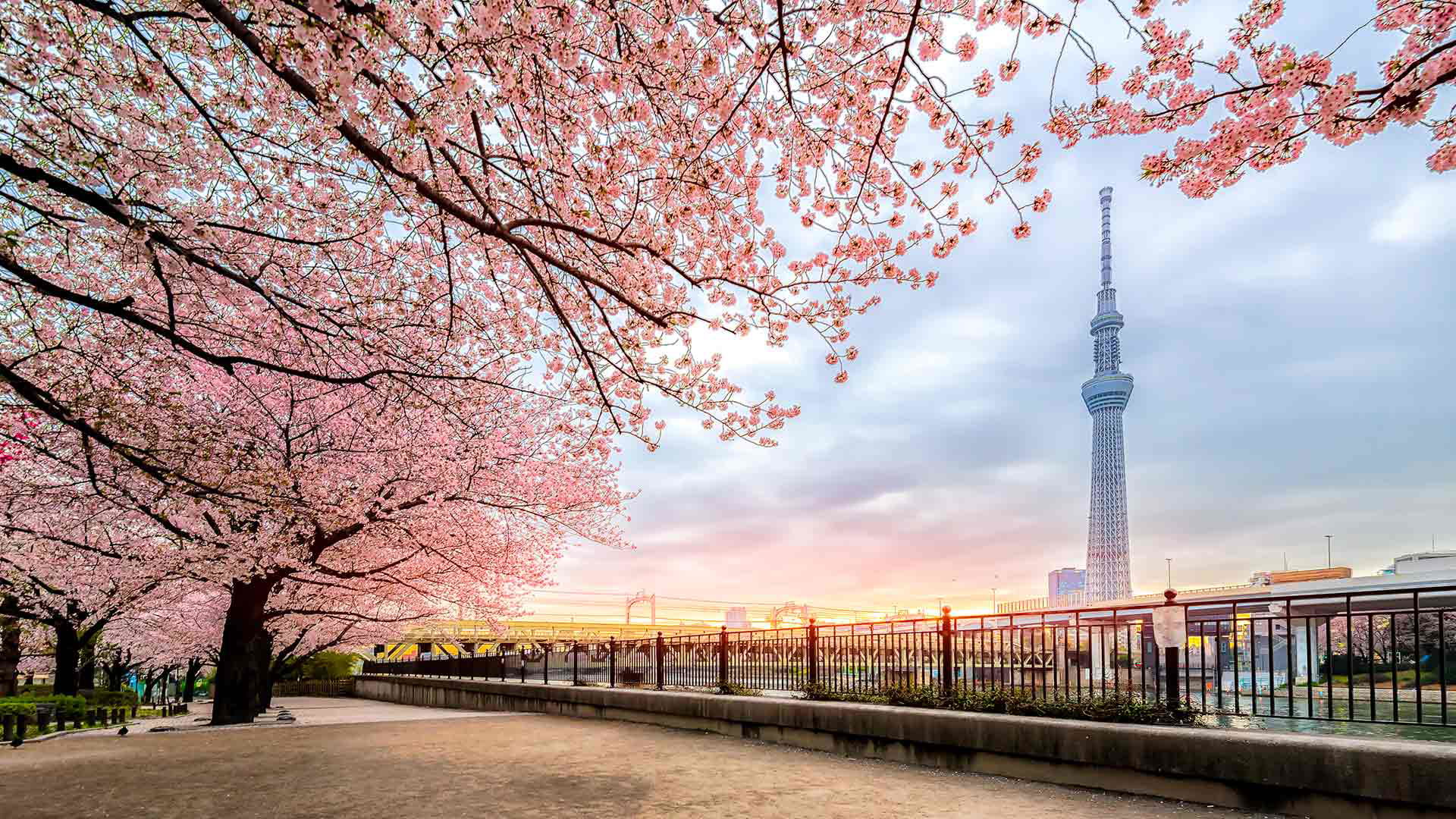 Cherry Blossoms in Tokyo: 15 Best Places To See Sakura