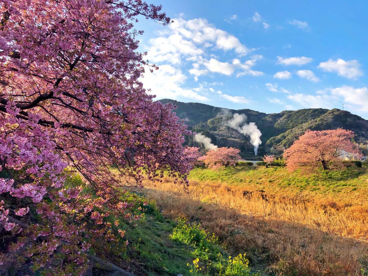 Minami Izu Cherry Blossoms