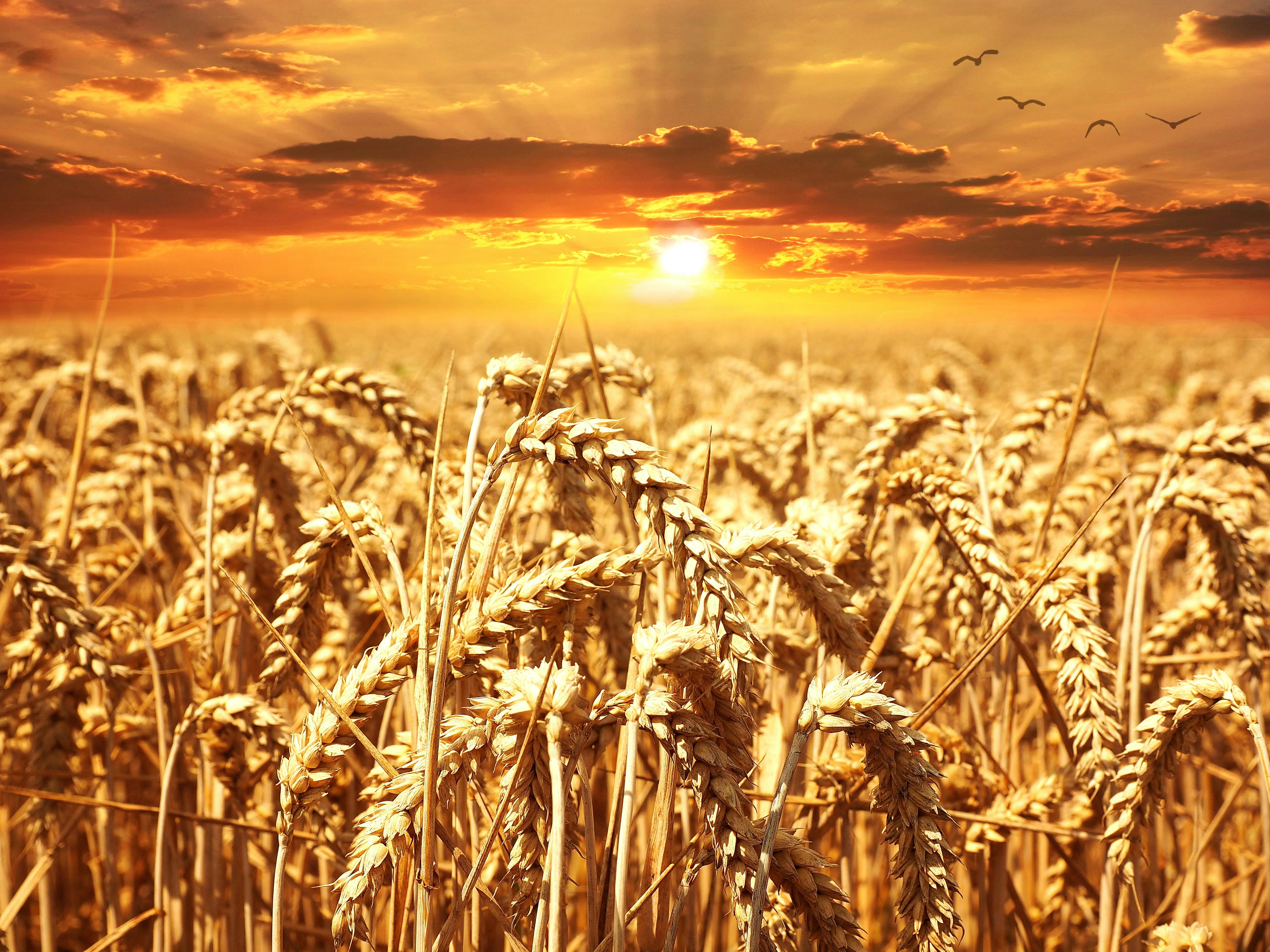 Wheat Field Photo, Download The BEST Free Wheat Field & HD Image