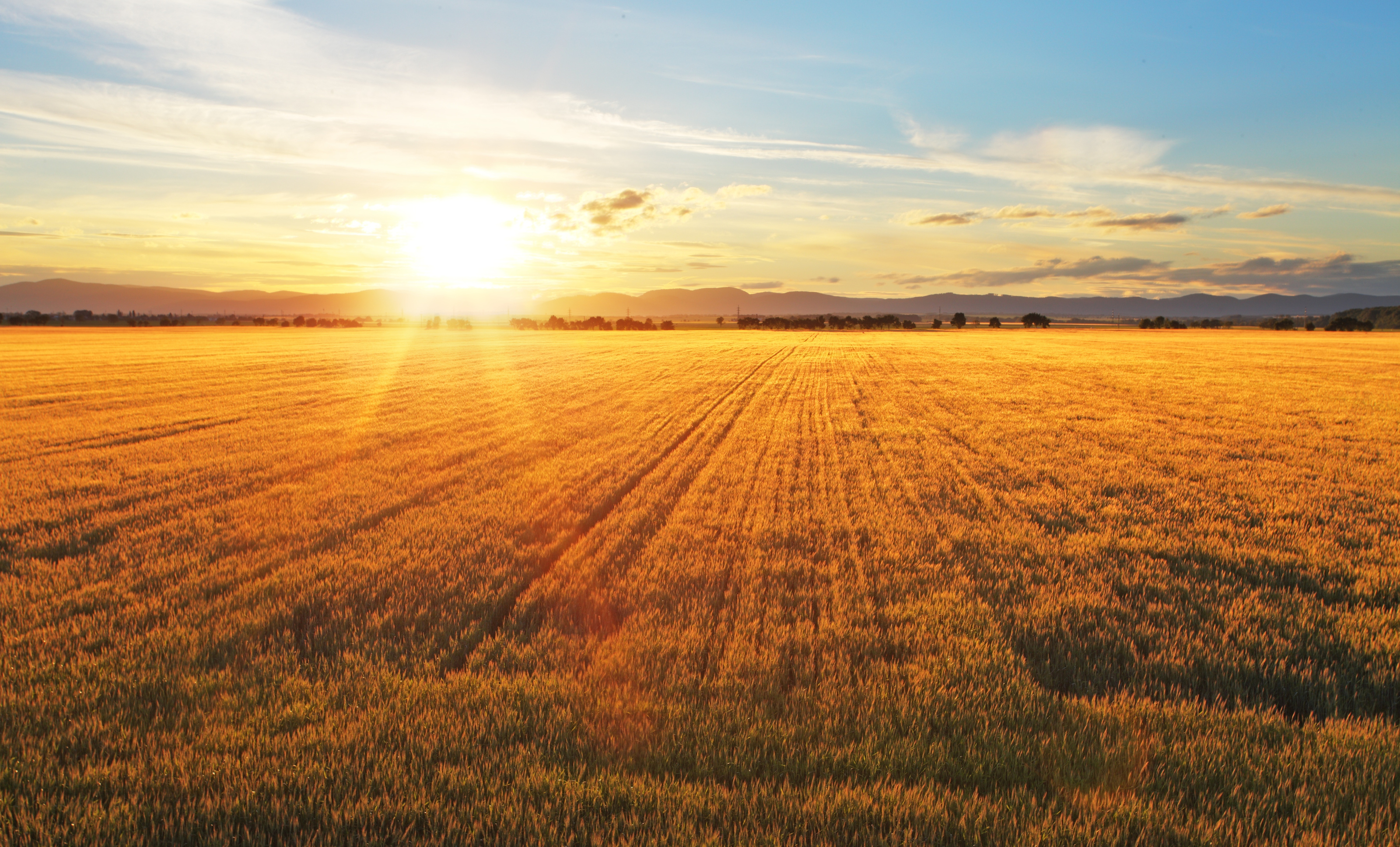 Sunset Over Wheat Field Wall Mural
