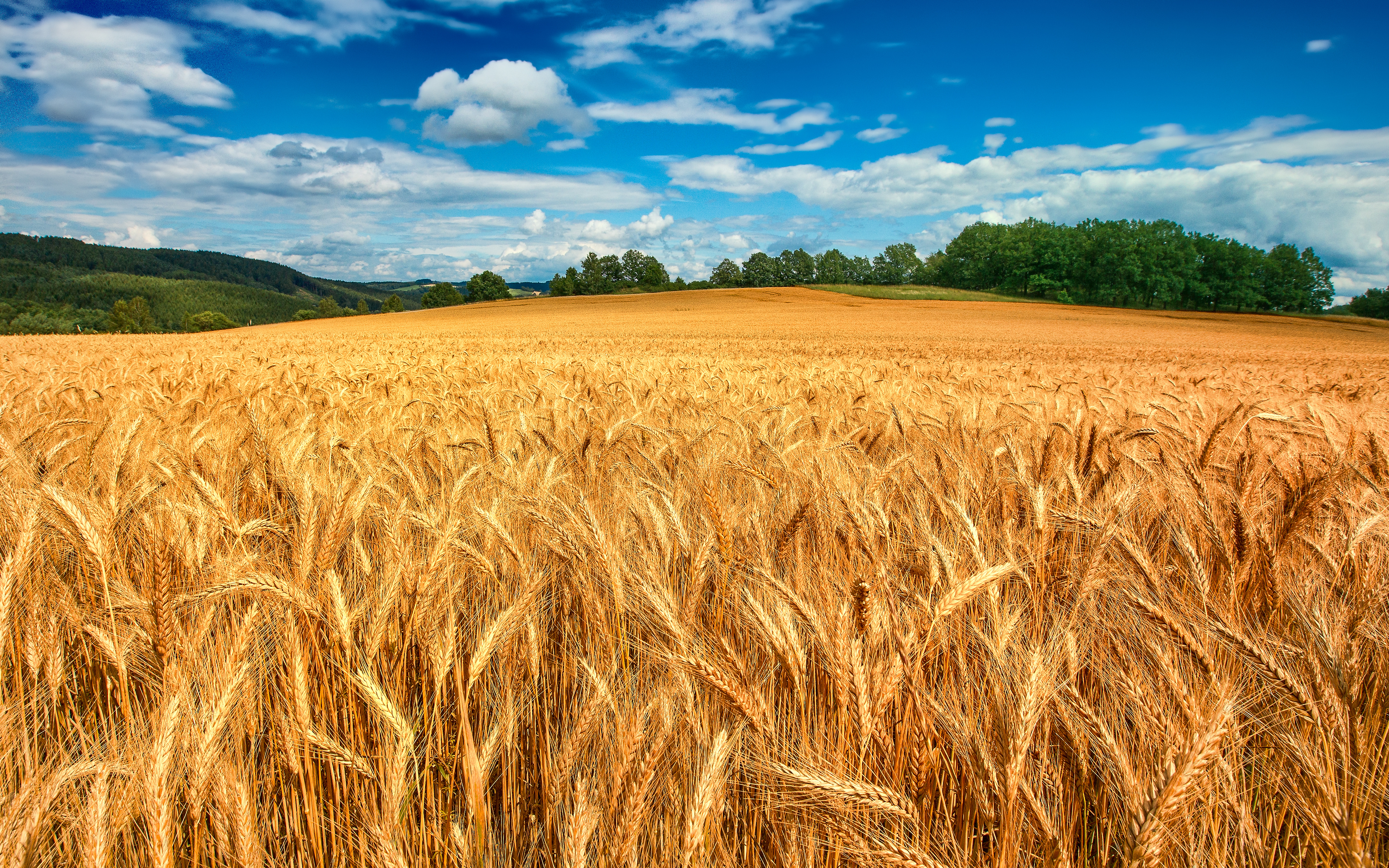 Golden fields Wallpaper 4K, Crop, Landscape, Blue Sky