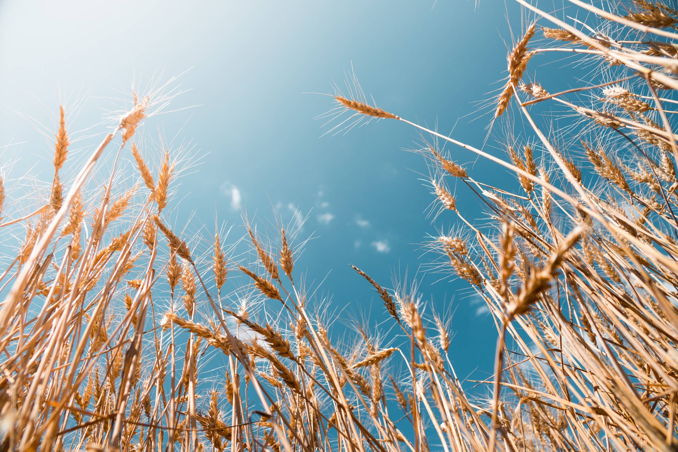 Grain Field. Free Nature Image