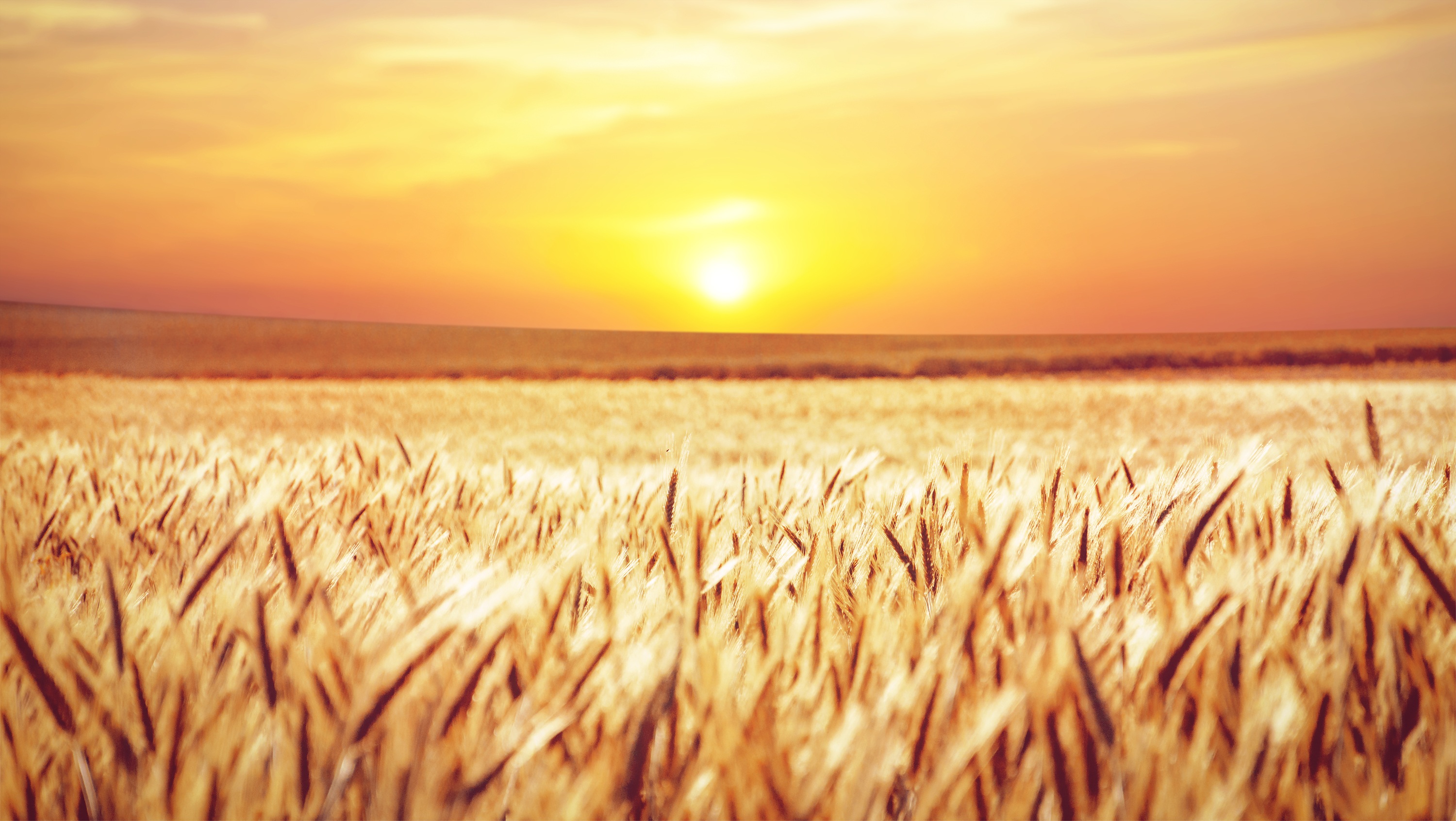 Download Summer Sunrise Field Nature Wheat HD Wallpaper