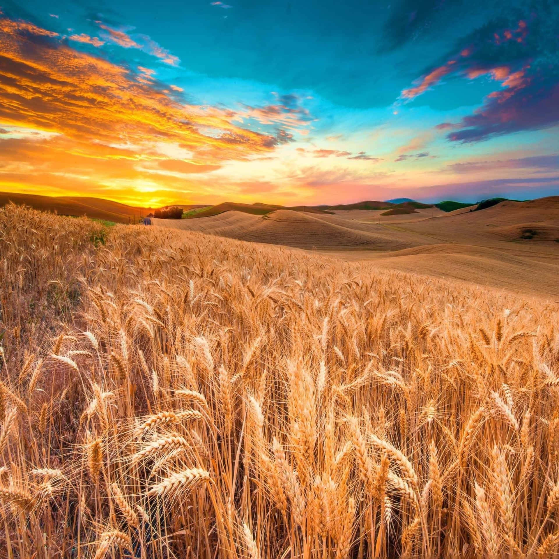 Download Golden Wheat Harvest Field Wallpaper