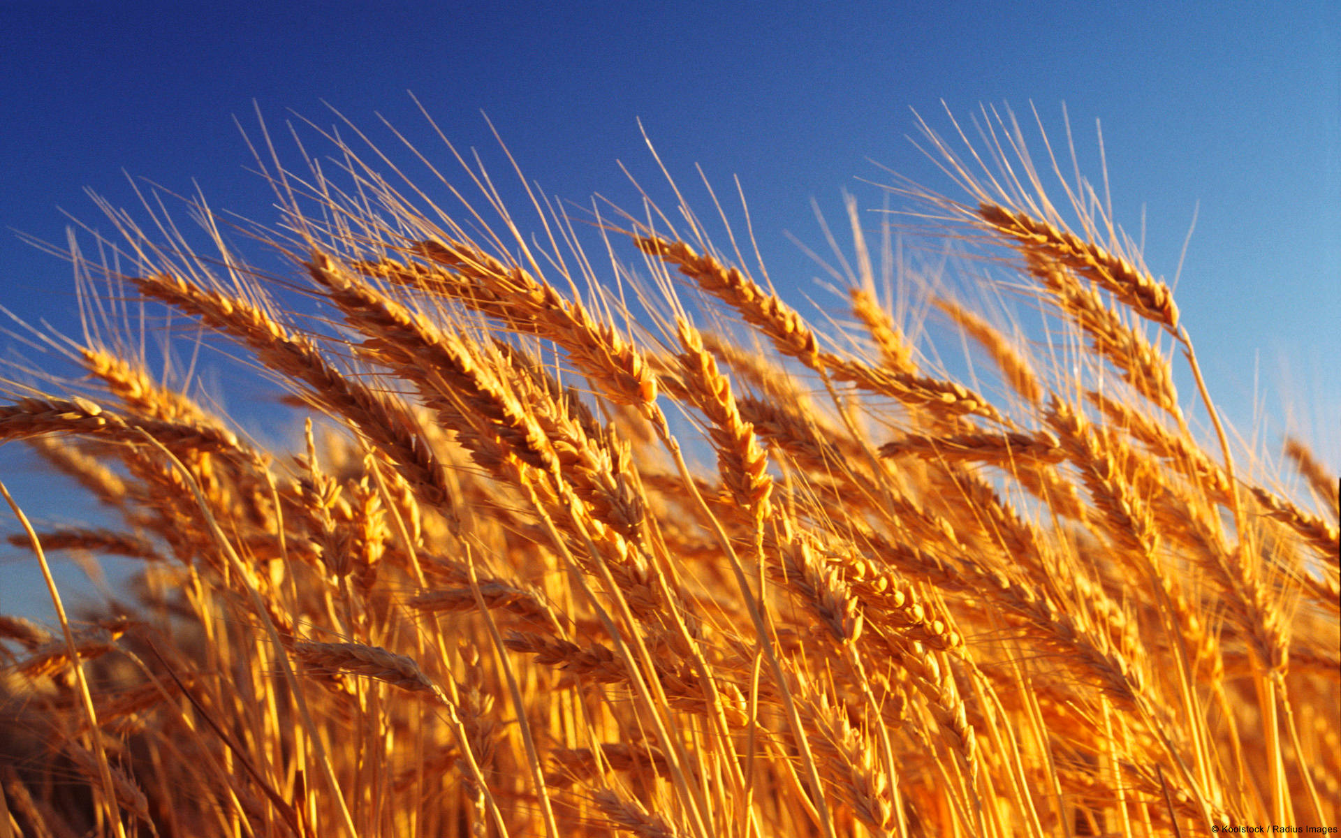 Wheat Field Background