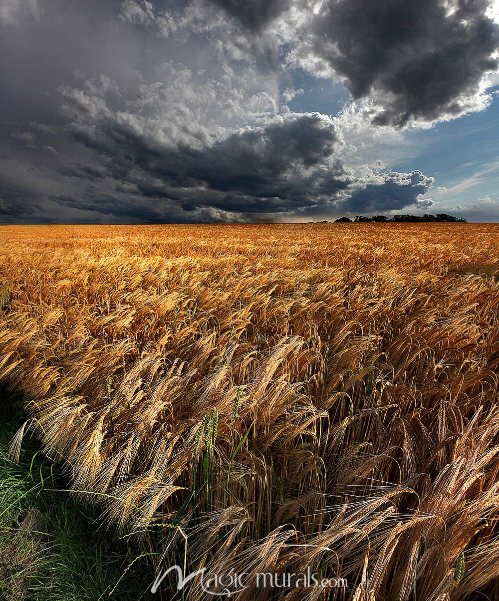 Wheat Field and Storm