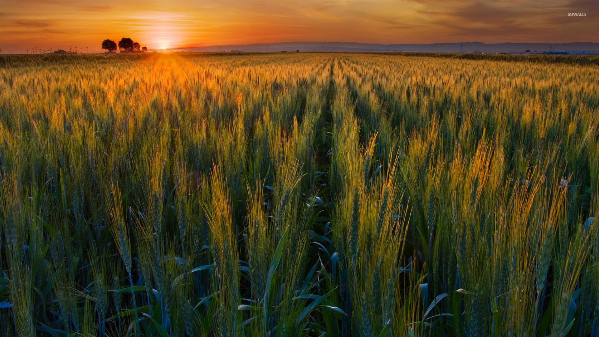 Green wheat field in the sunset wallpaper wallpaper