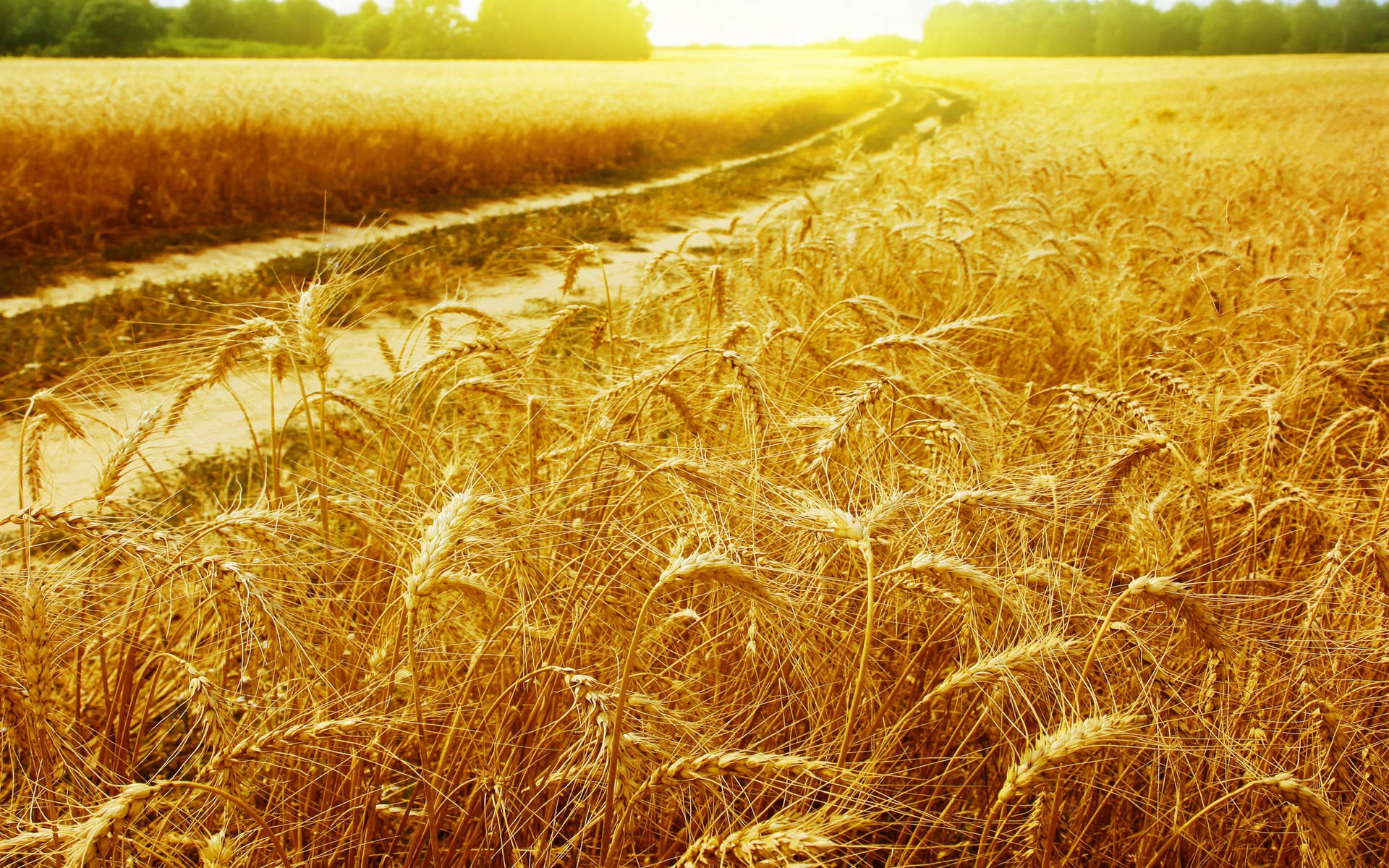 Wheat Field Wallpaper