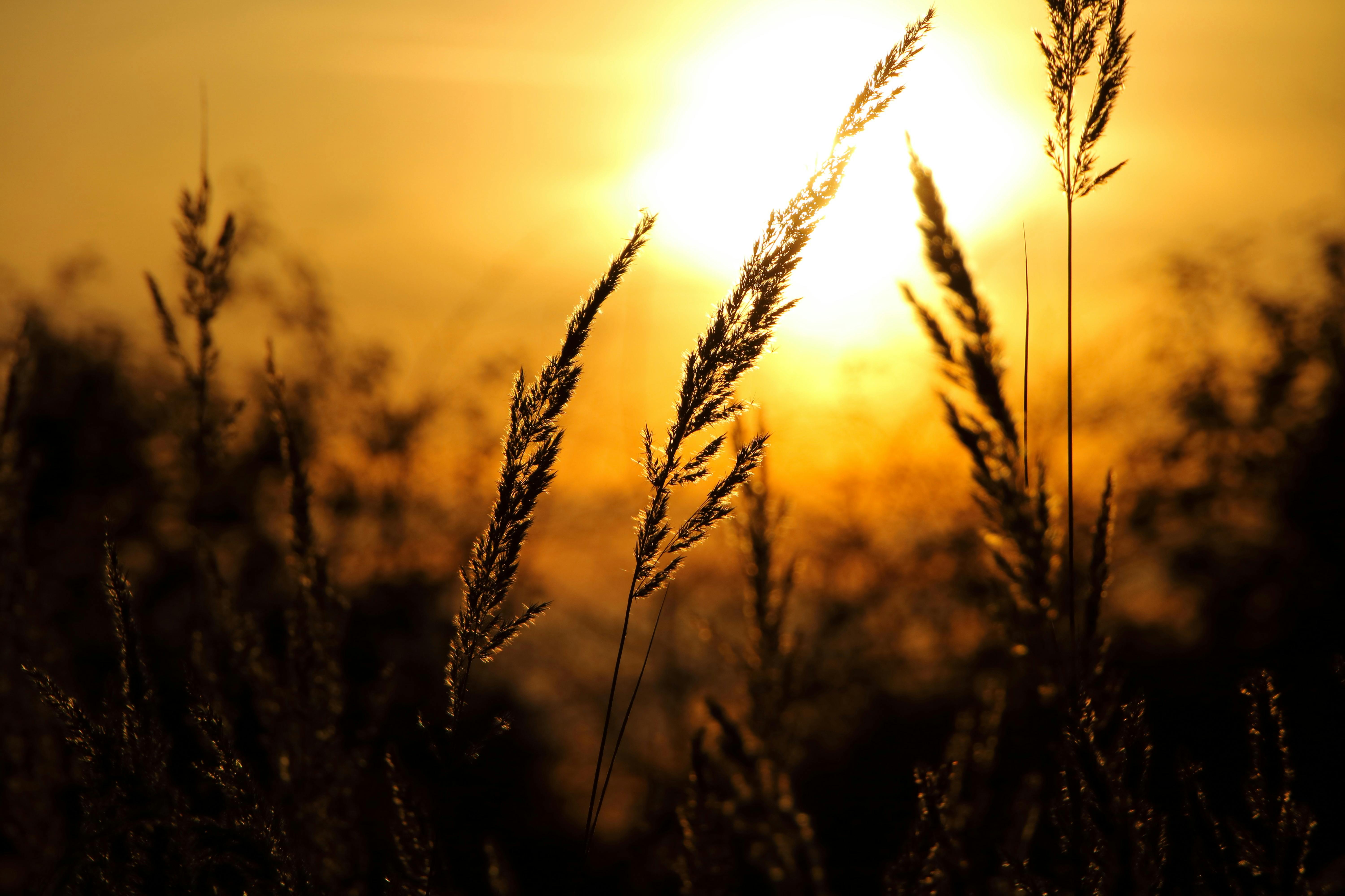 Close Up Of Wheat Field Against Sky At Sunset · Free