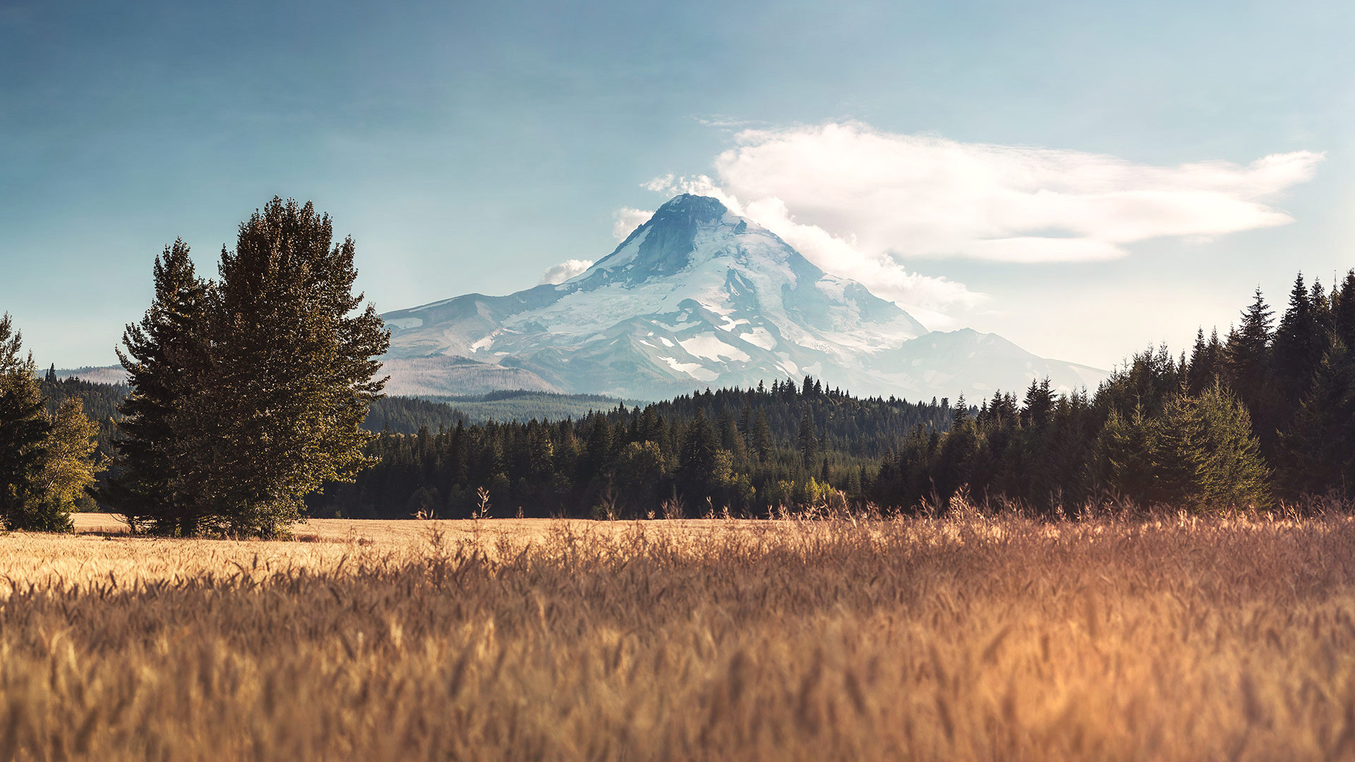 Wheat Field and Mountain on a Sunny Day