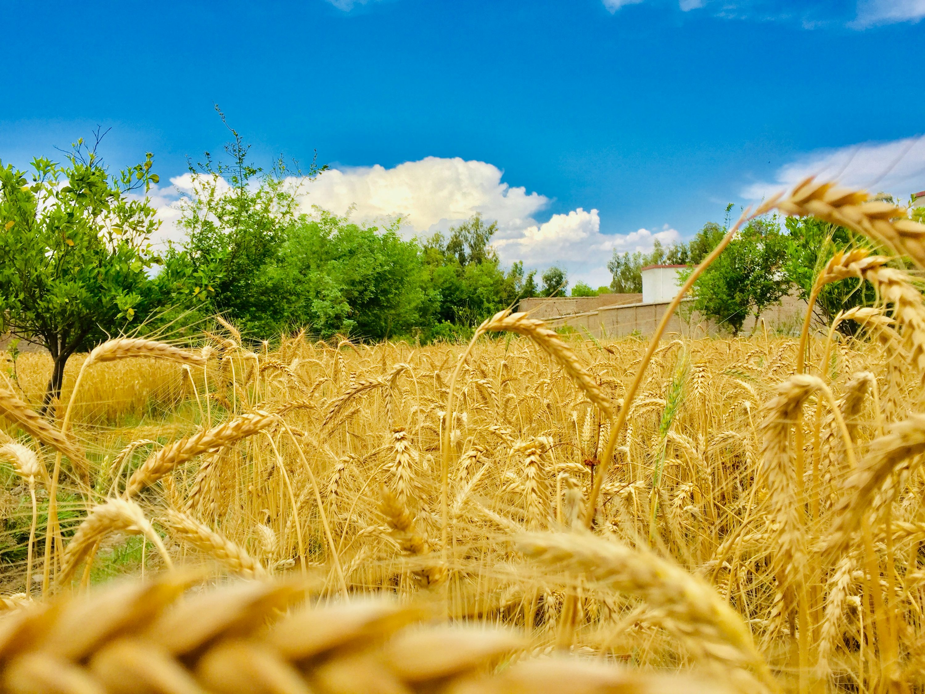 Wheat Fields Picture. Download Free Image