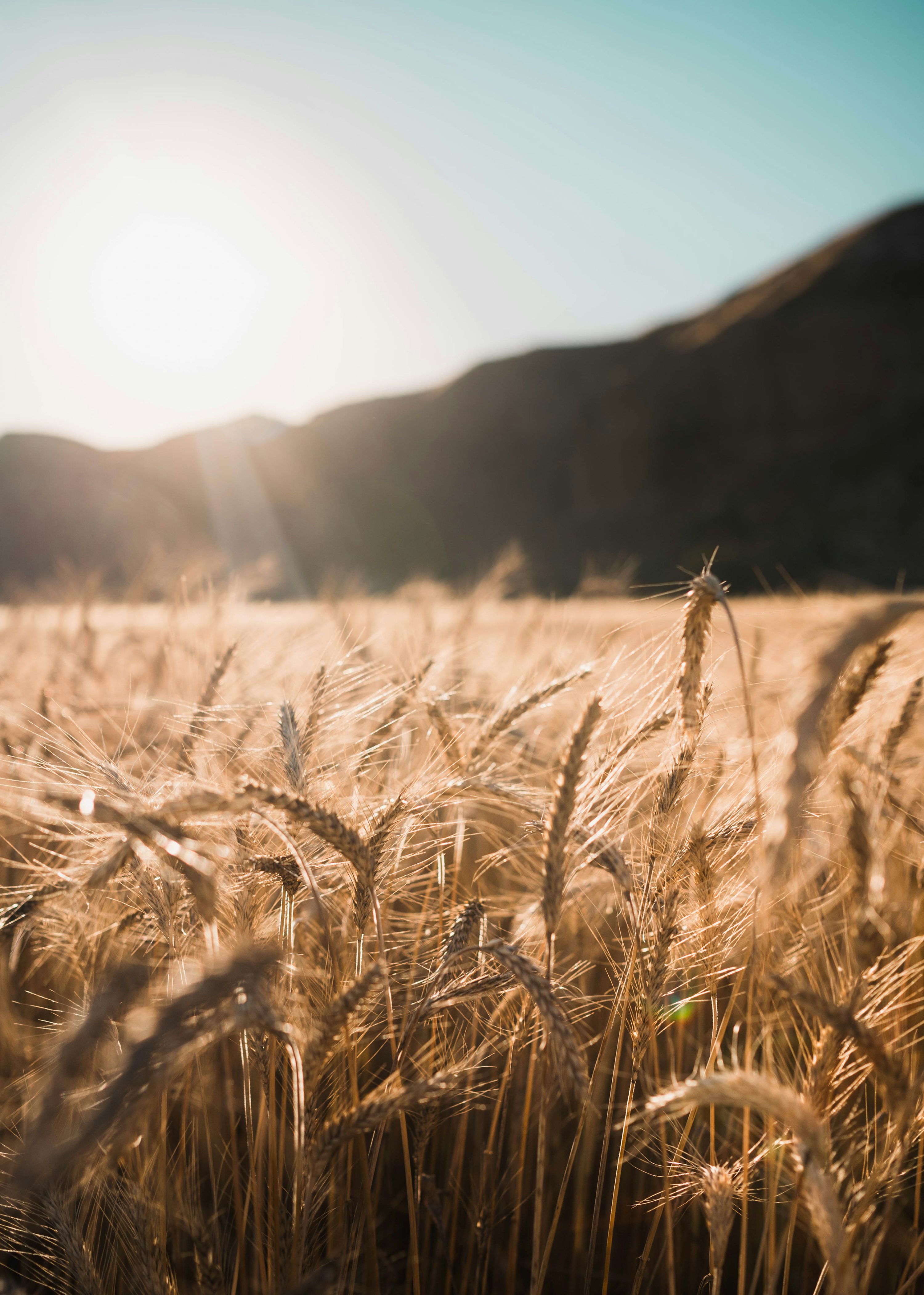 Brown wheat field during daytime photo