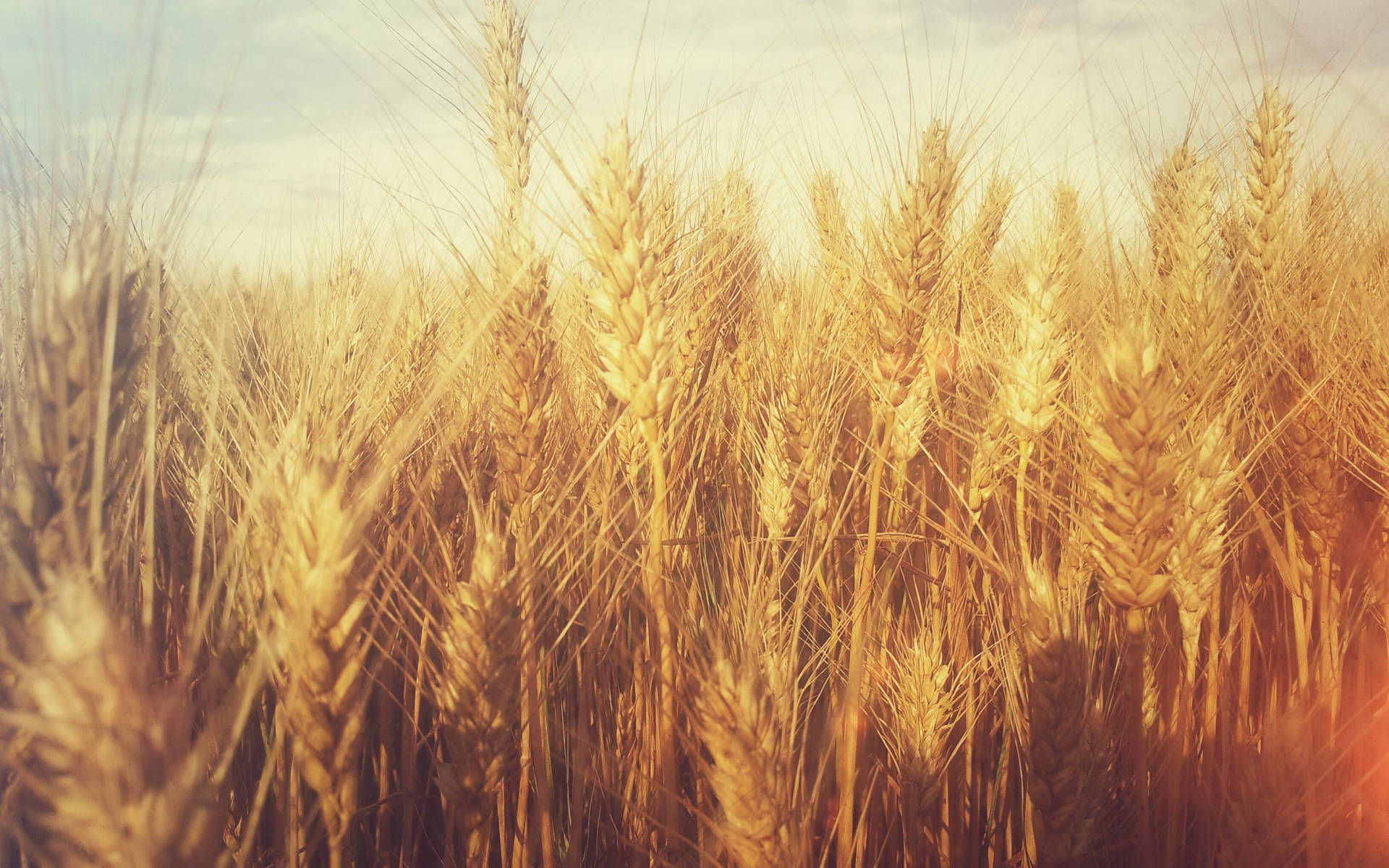 Wheat Field With Soft Filter Effect Wallpaper