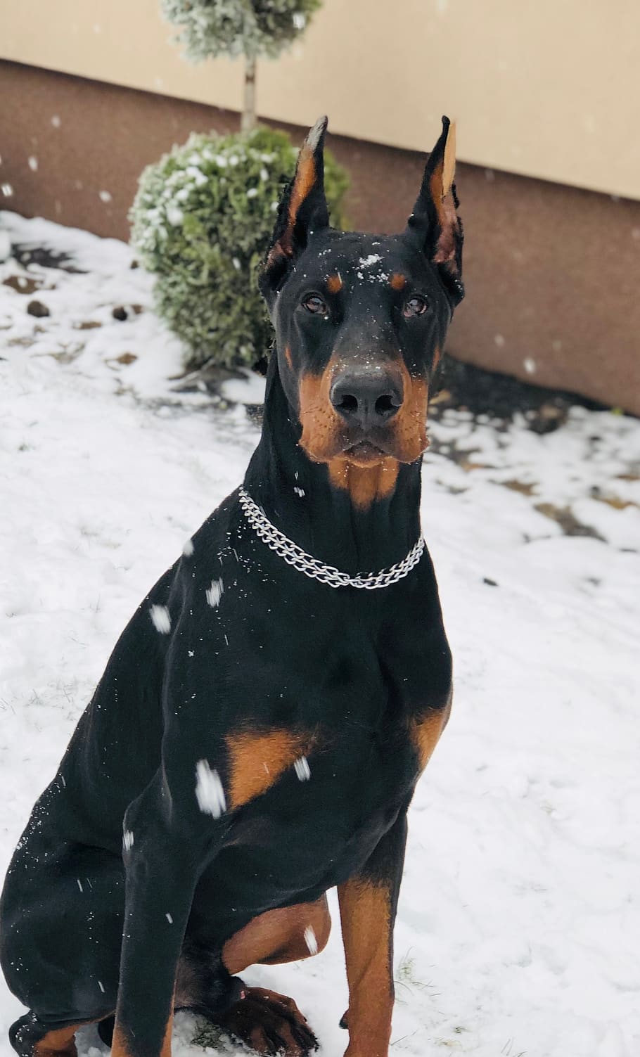 Royalty free doberman photo